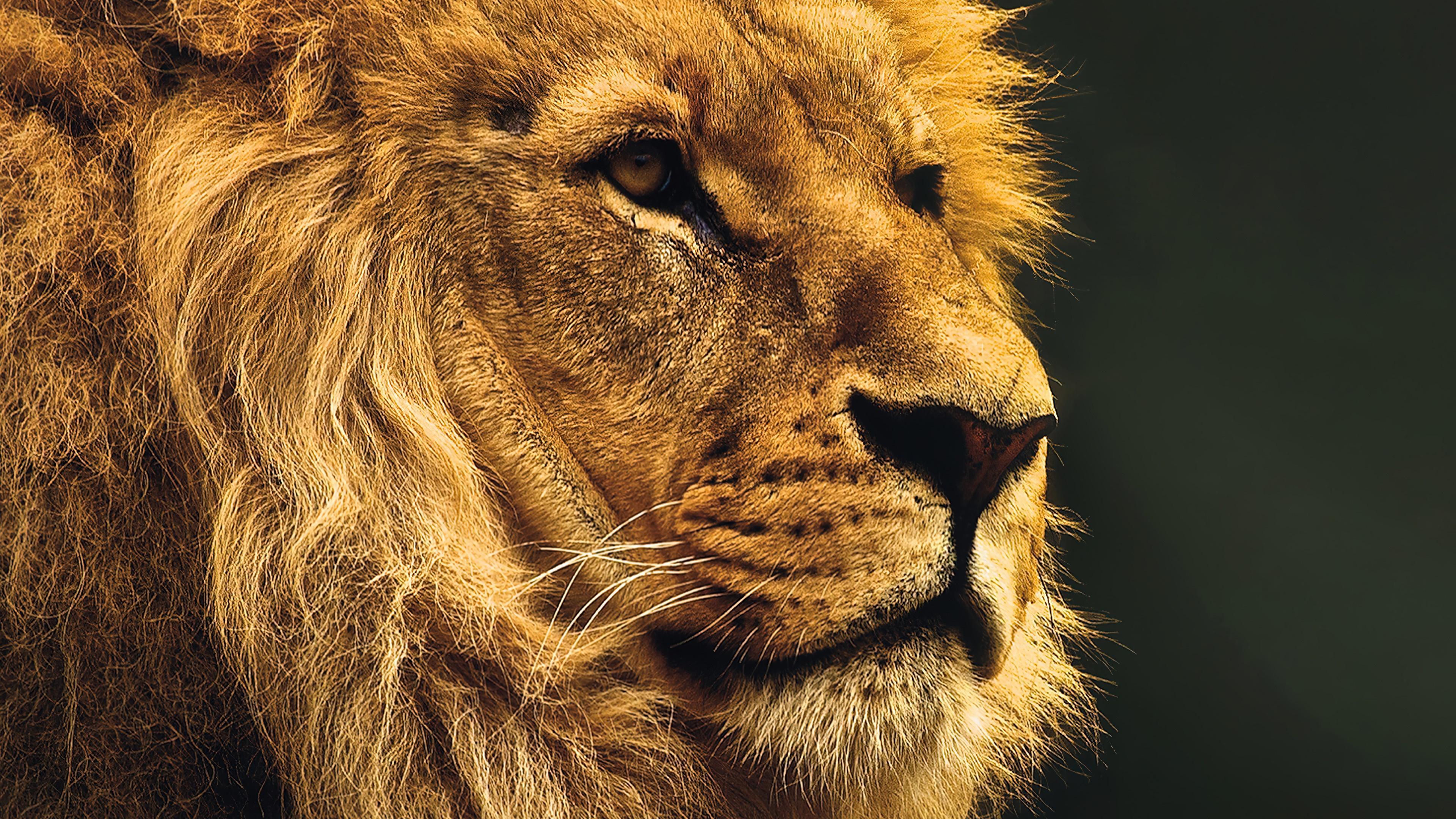 HD wallpaper, Lion, 4K, Animal