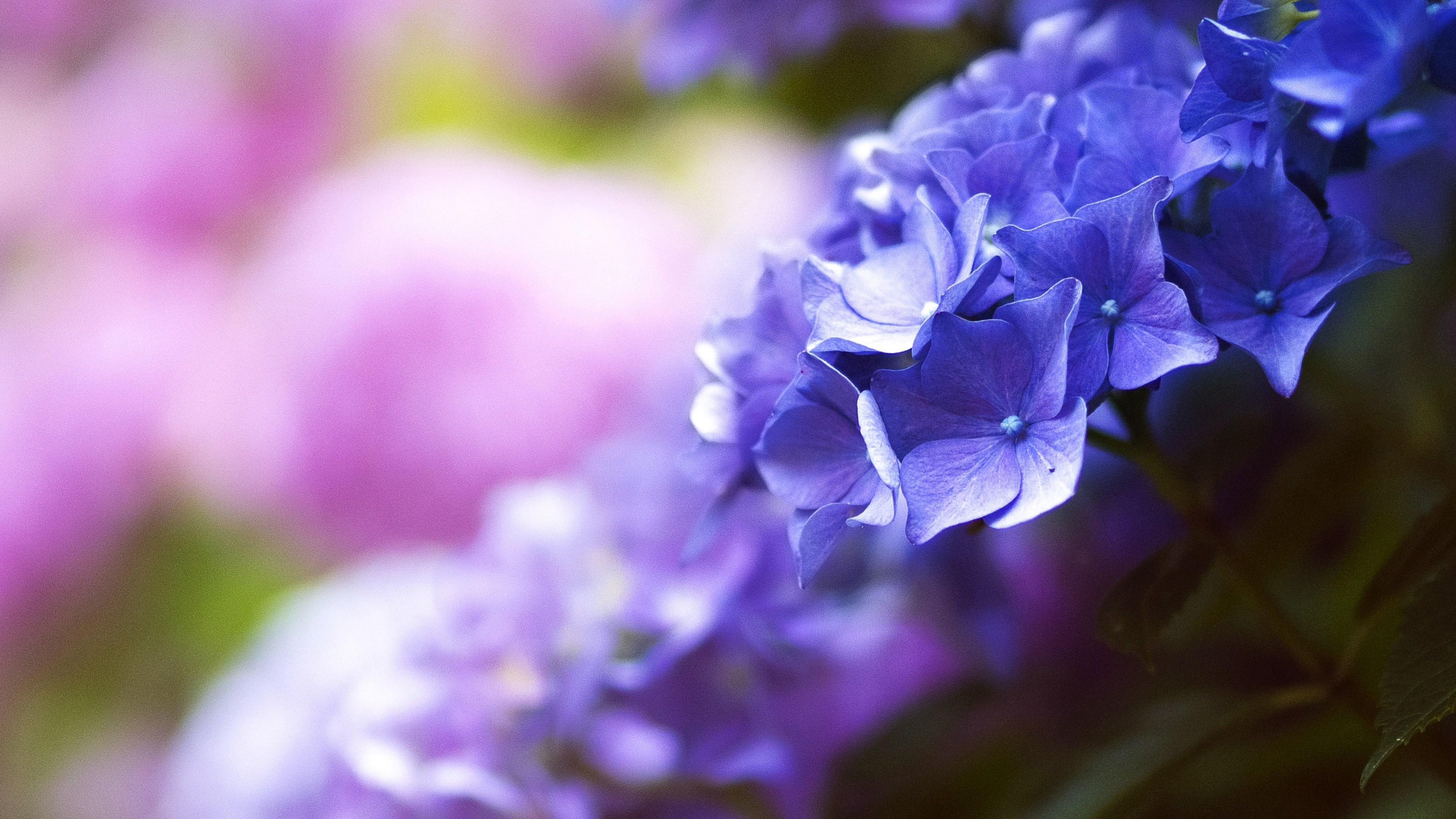 HD wallpaper, Close Up, 4K, Purple Flower, Nature, 3840X2160