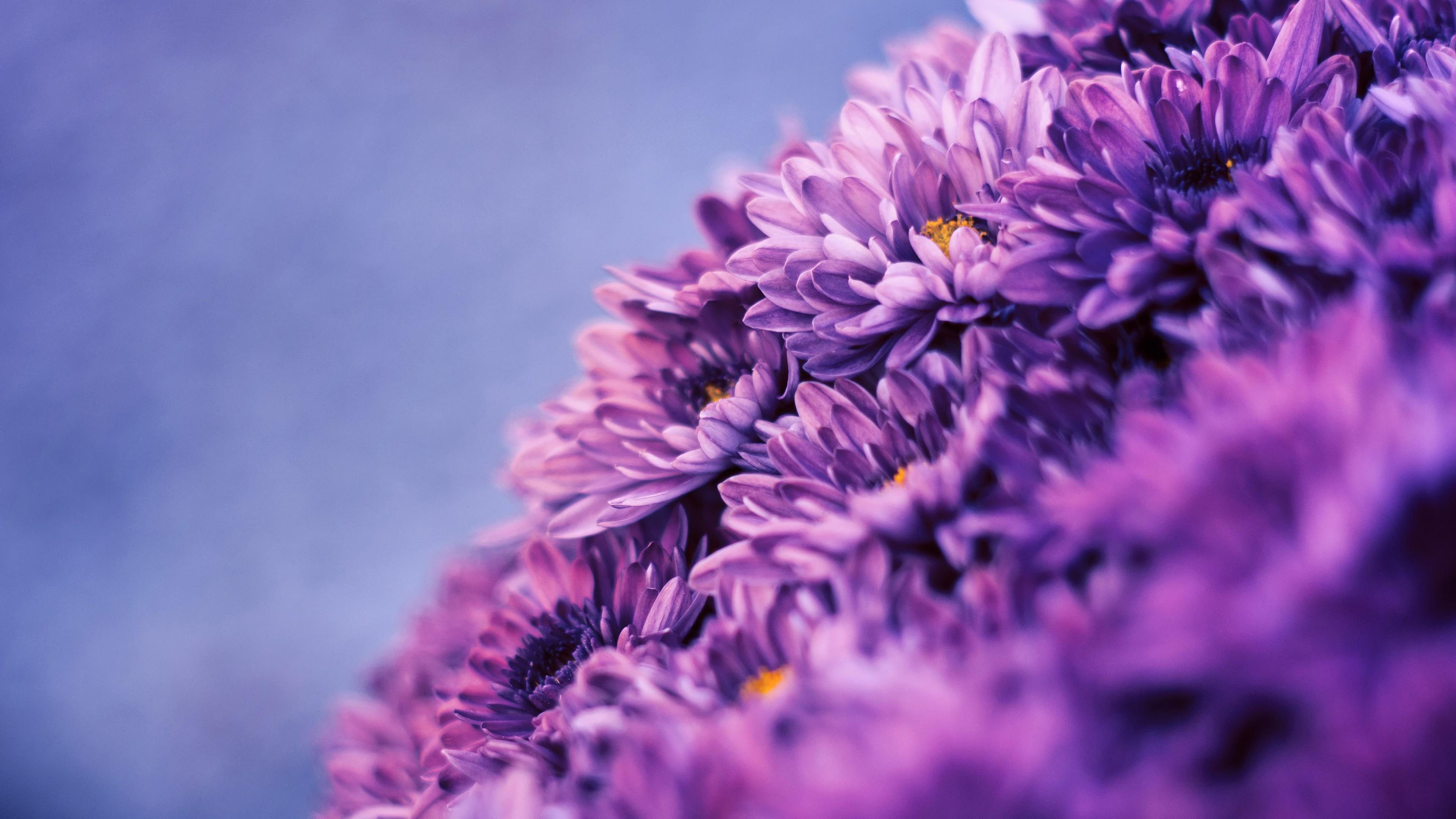 HD wallpaper, 4K, Nature, 3840X2160, Purple Flower