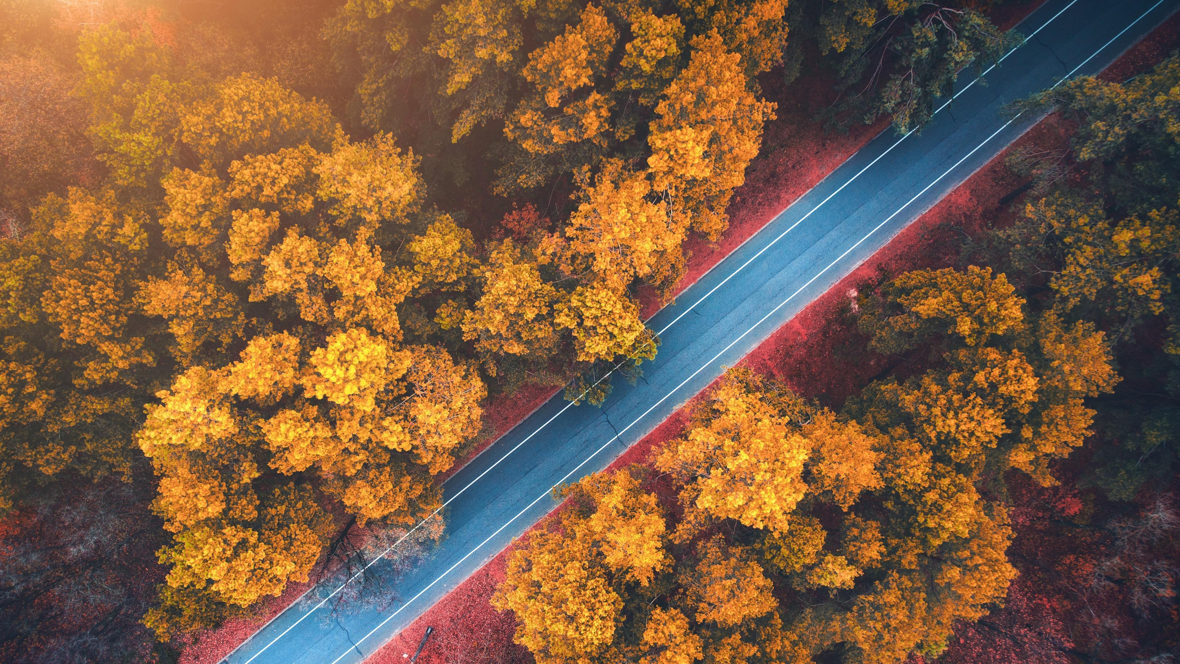 HD wallpaper, Trees, Scenery, 4K, Forest, Road, Autumn, Nature