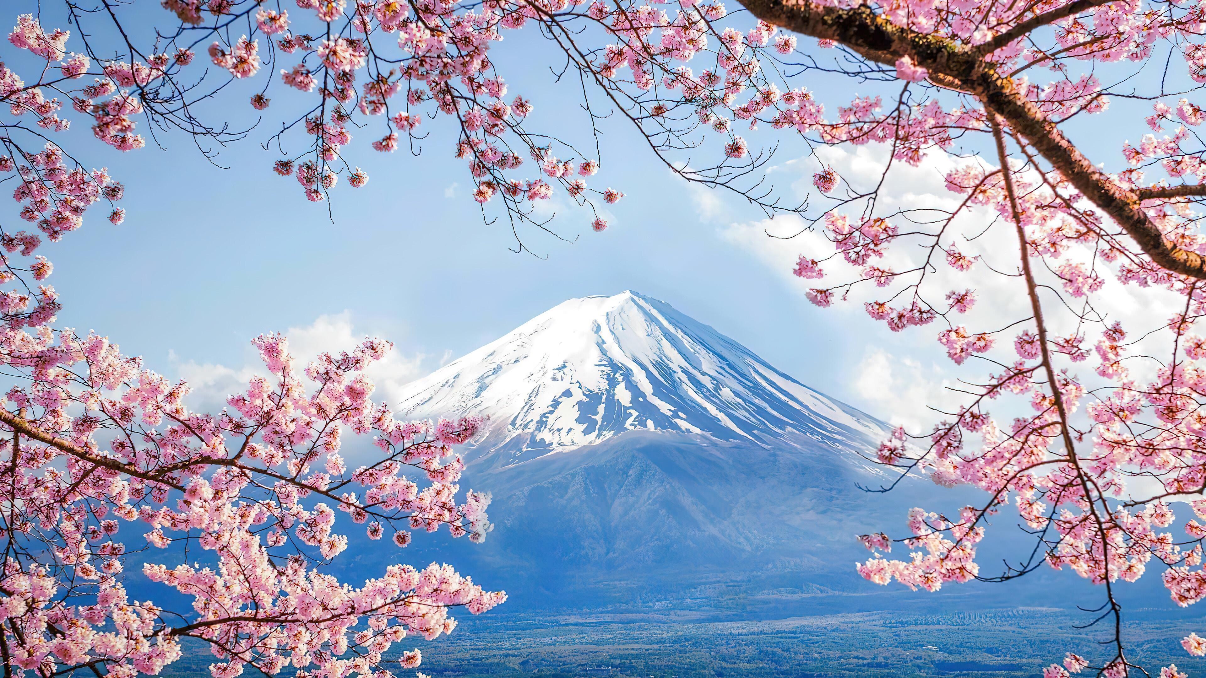 HD wallpaper, Wallpaper, Scenery, Hd, 4K, Mount Fuji, Volcano, Cherry Blossom
