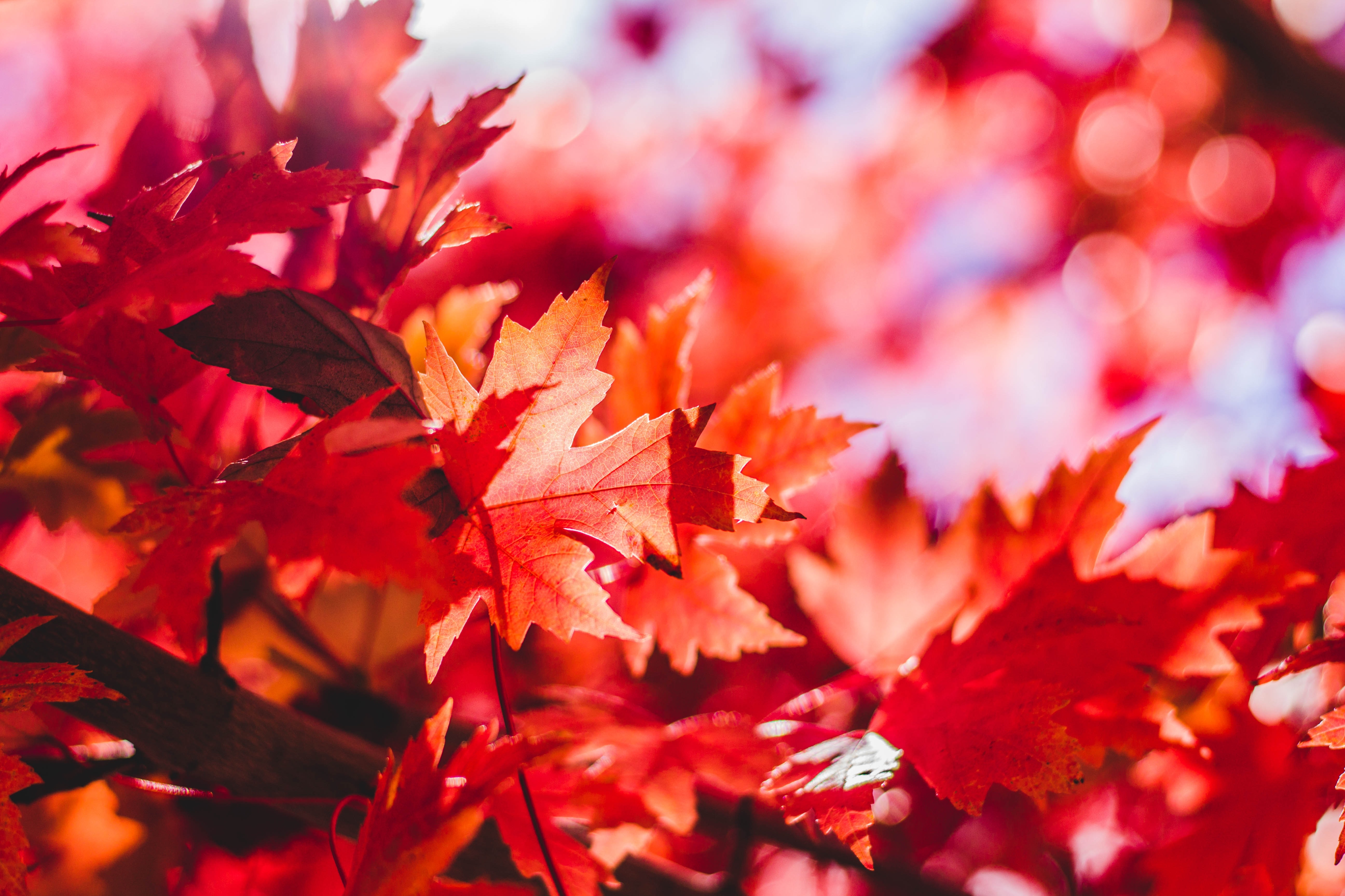 HD wallpaper, Autumn, Aesthetic, Closeup, Red Maple Leaves, Fall, 5K