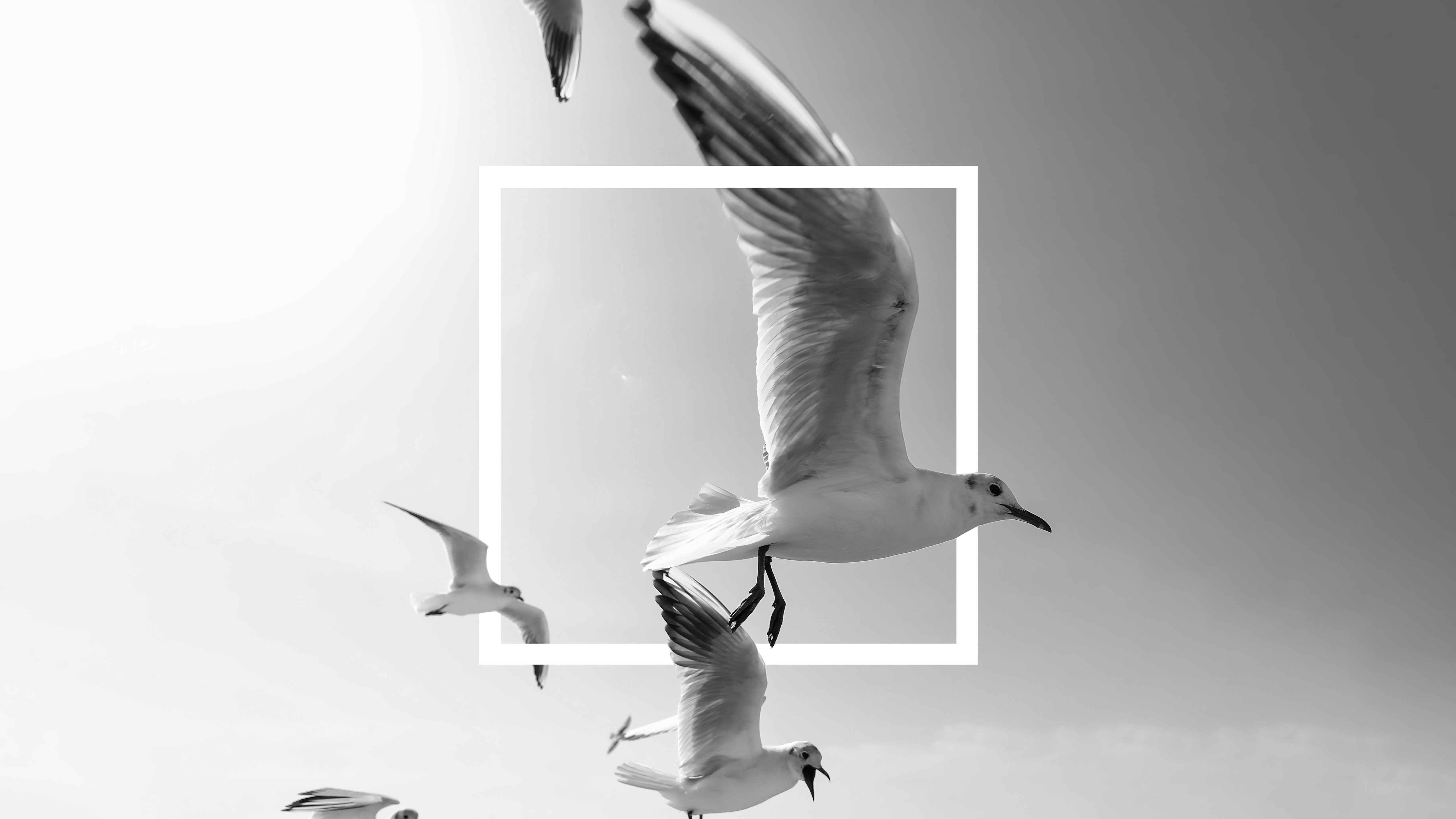 HD wallpaper, Flying Birds, Seagulls, Frame, Bingkai, Black And White, 5K, Monochrome