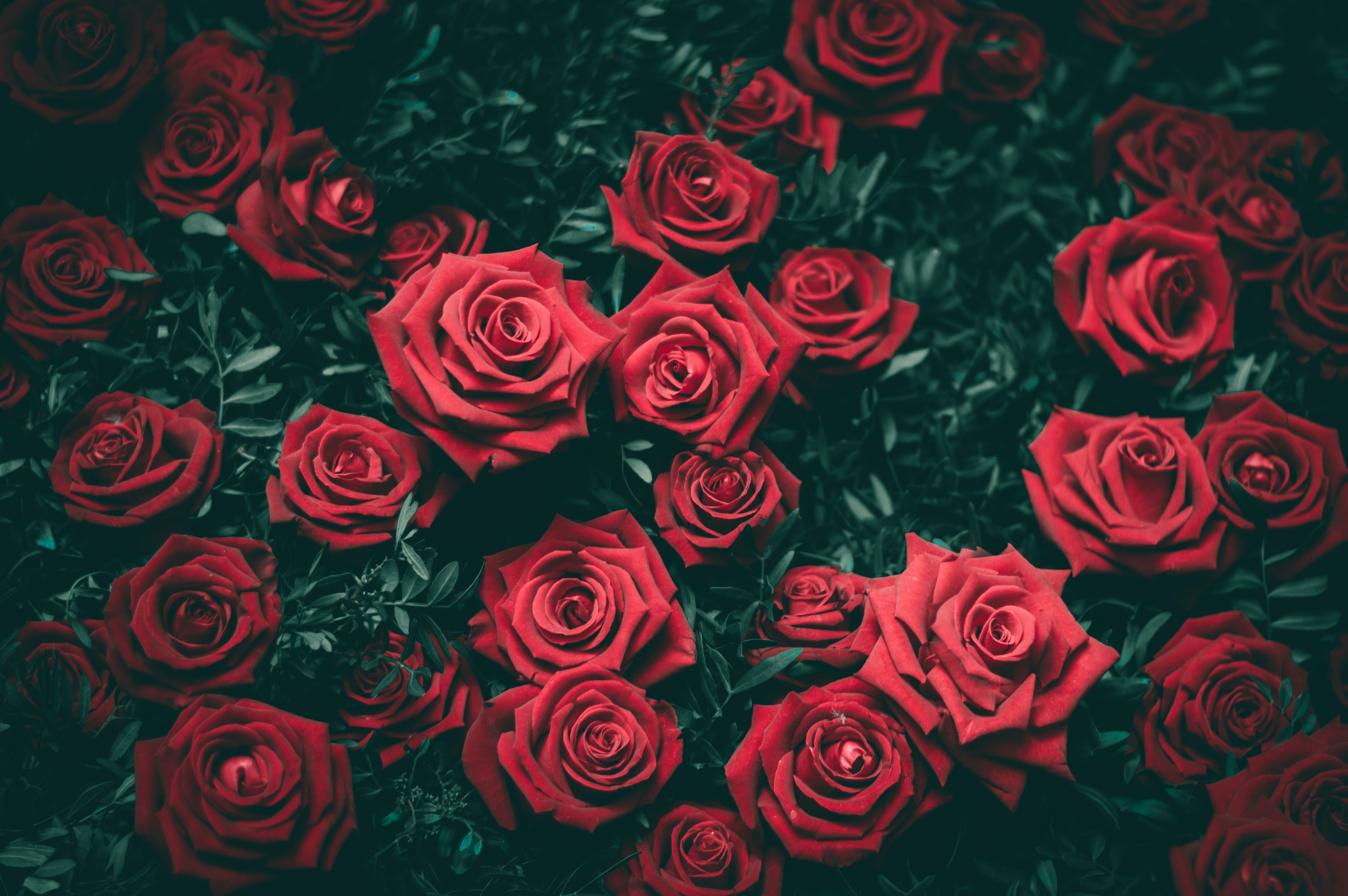HD wallpaper, 5K, Bloom, Closeup, Blossom, Floral Background, Red Roses, Beautiful