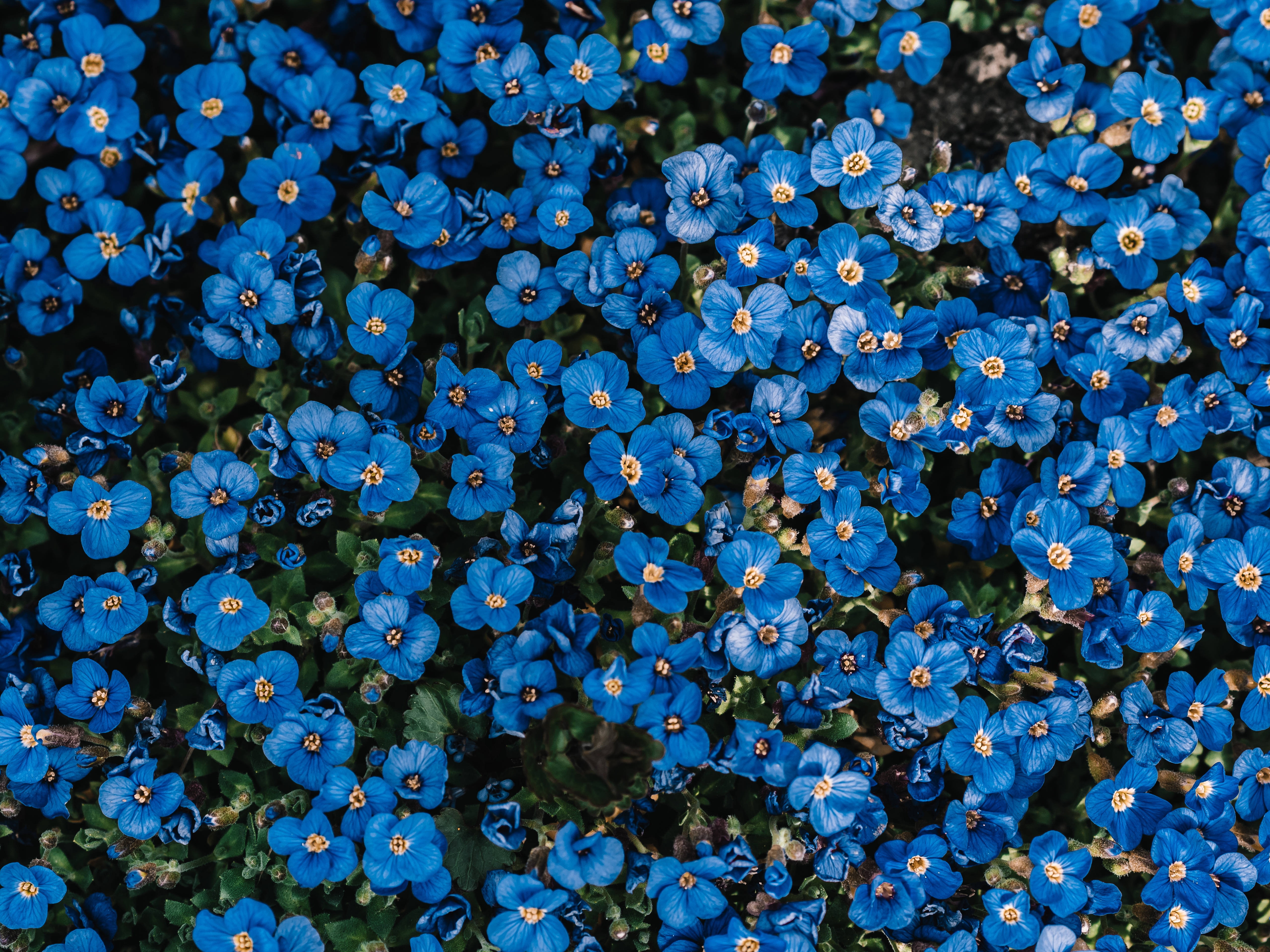 HD wallpaper, Blue Flowers, 5K, Spring, Blossom, Flower Garden