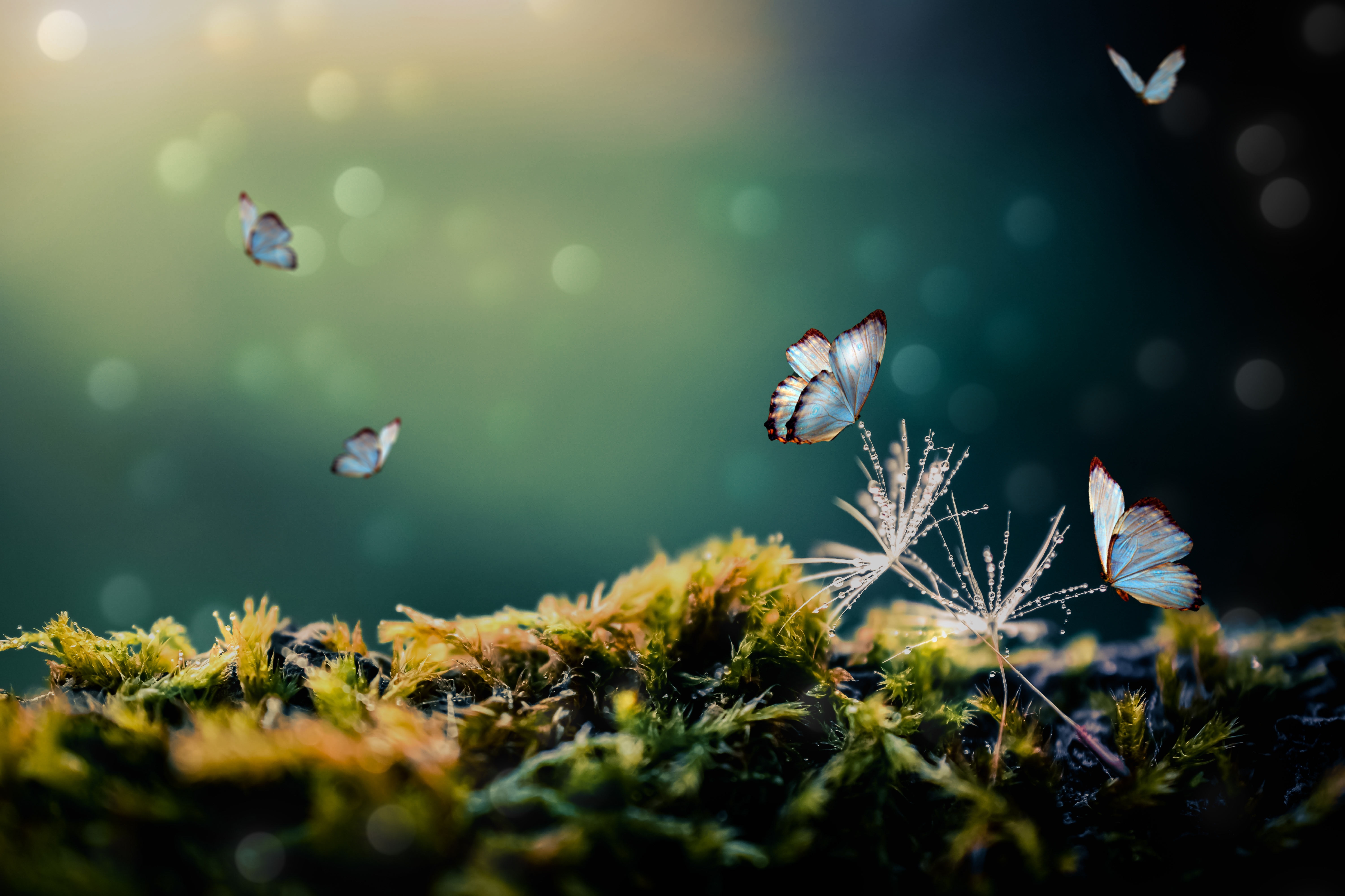 HD wallpaper, Moss, White Butterflies, Blur Background, Selective Focus, 5K, Mystical Forest