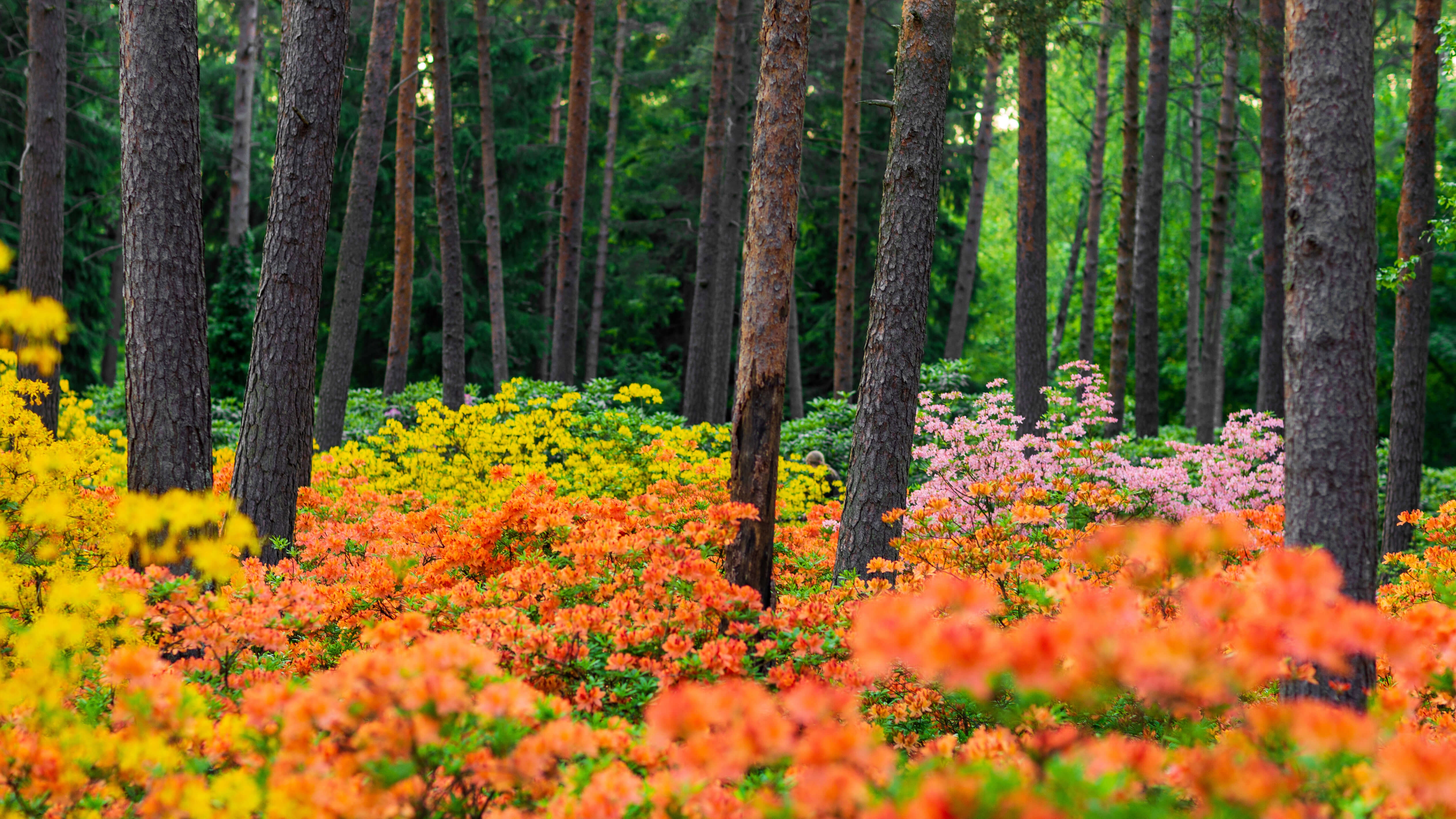 HD wallpaper, Haaga Rhododendron Park, Spring, Flower Garden, Colorful Flowers, Finland, Azalea Plants, 5K, Landscape