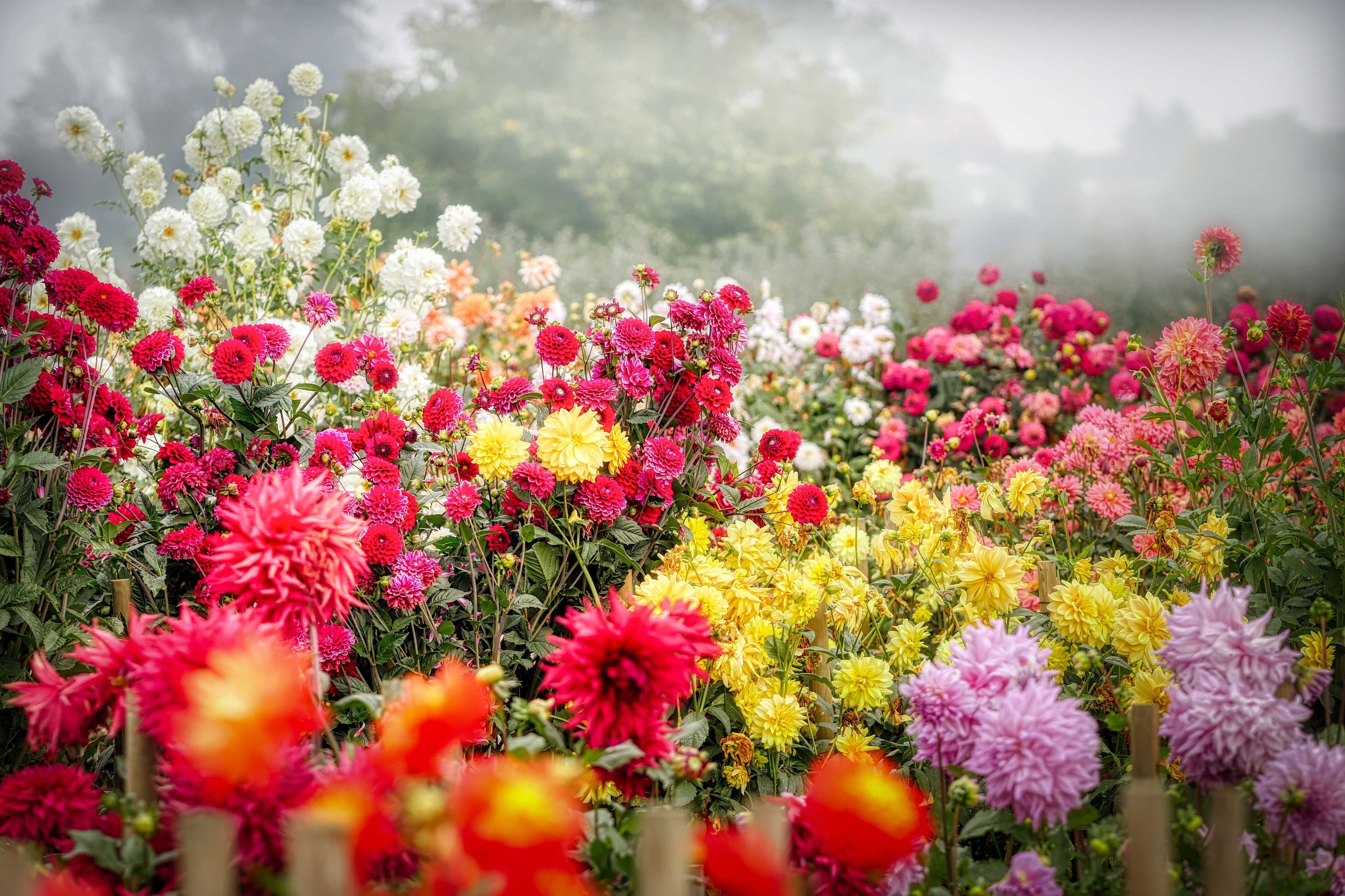 HD wallpaper, Flower Garden, 5K, Floral Background, Blossom, Dahlia Flower, Bloom, Colorful, Fog