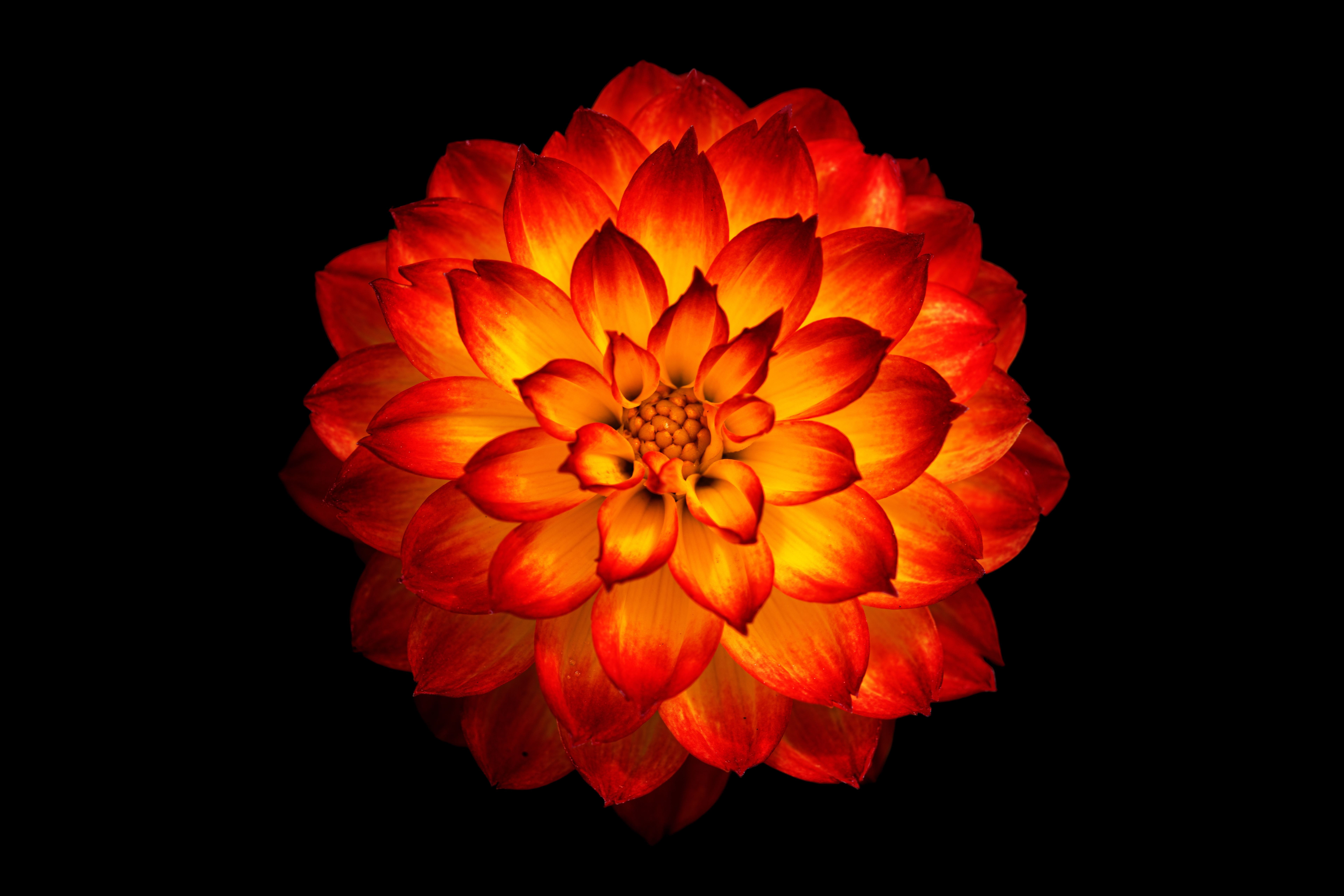 HD wallpaper, Orange Dahlia, 8K, Dahlia Flower, Black Background, 5K, Orange Flower