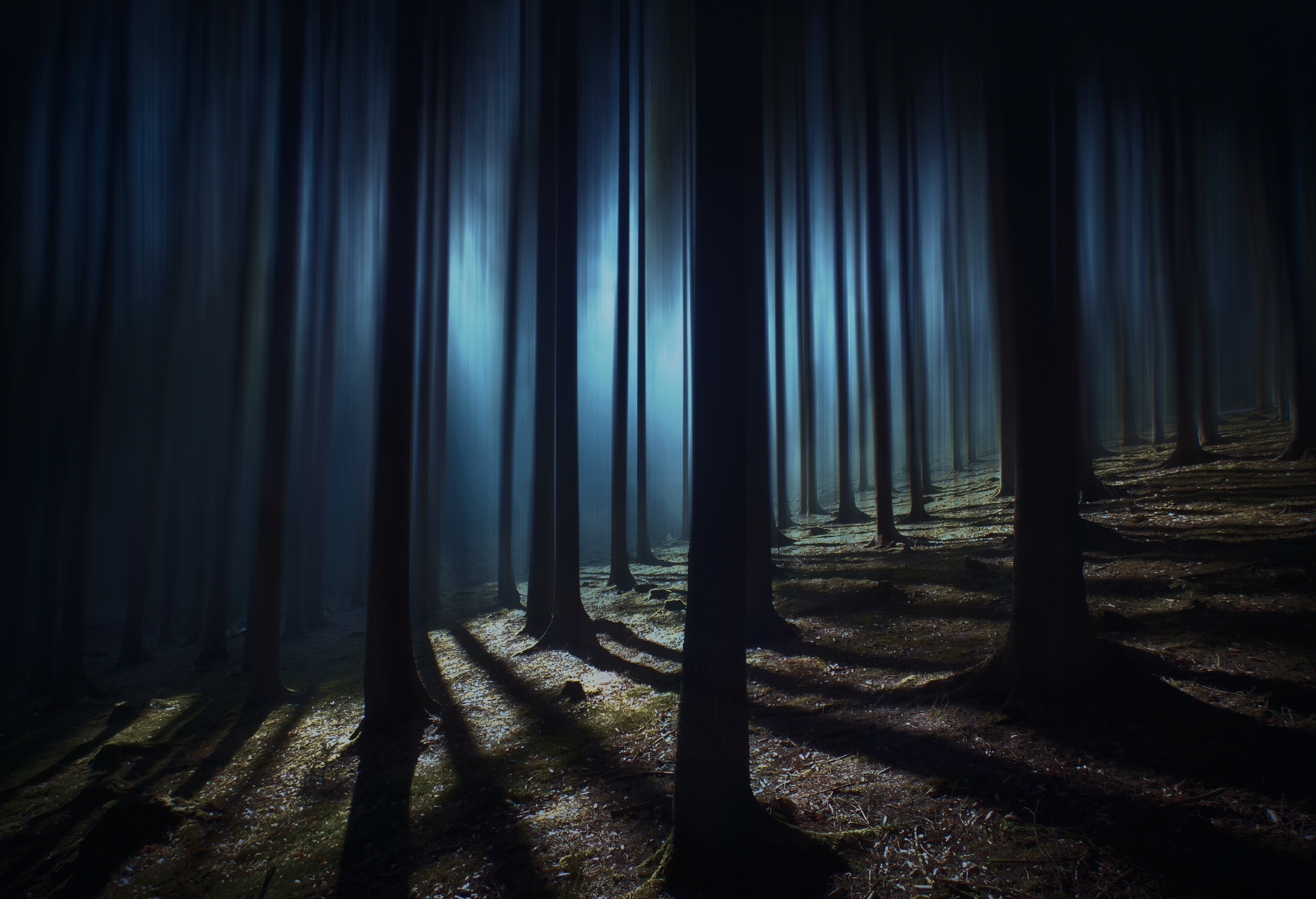 HD wallpaper, Shadow, Tall Trees, Woods, Haunted, Night Time, Mystery, Dark Forest, 5K, Dark