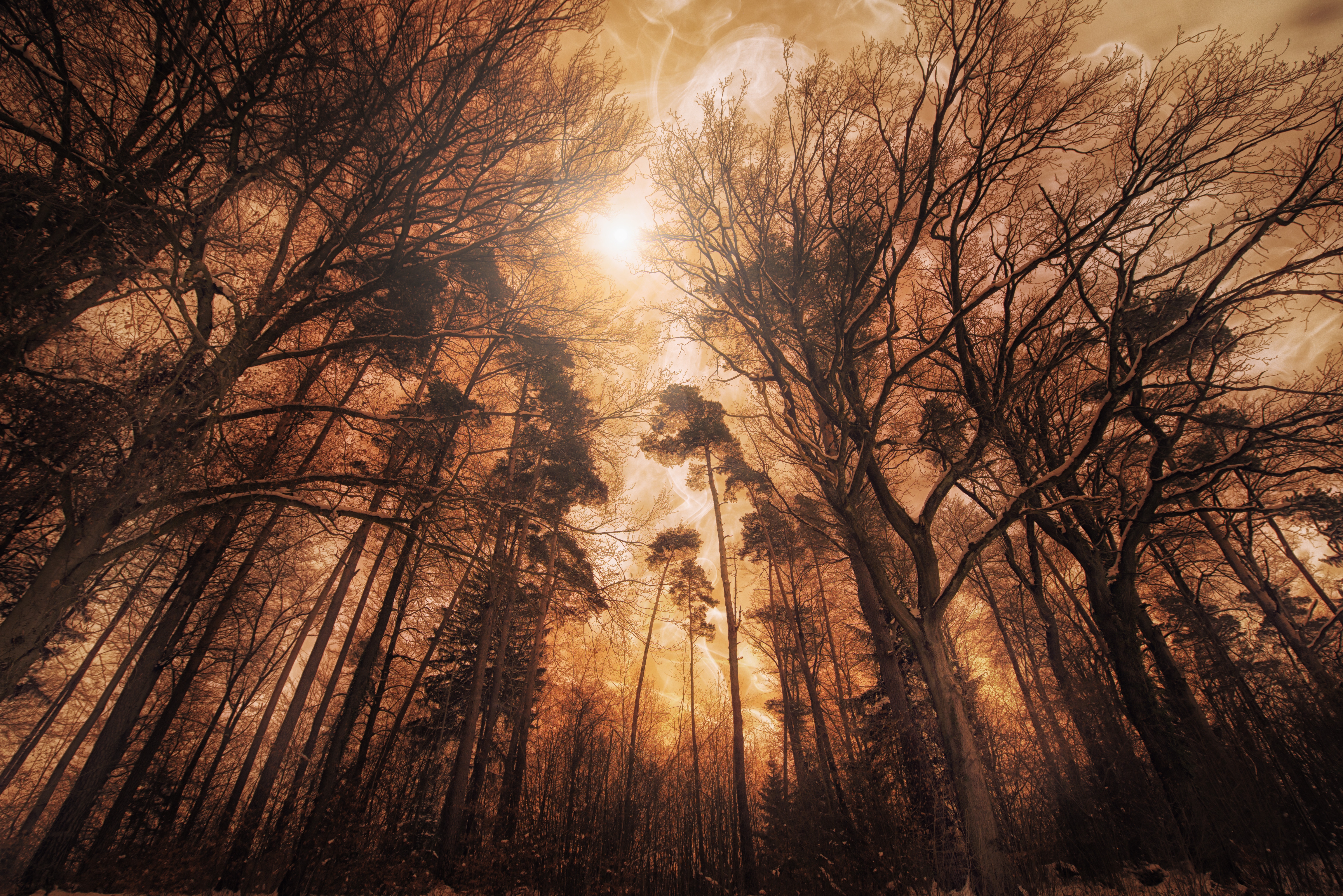 HD wallpaper, Fire Effect, Woods, 5K, Tall Trees, Landscape, Digital Composition, Forest