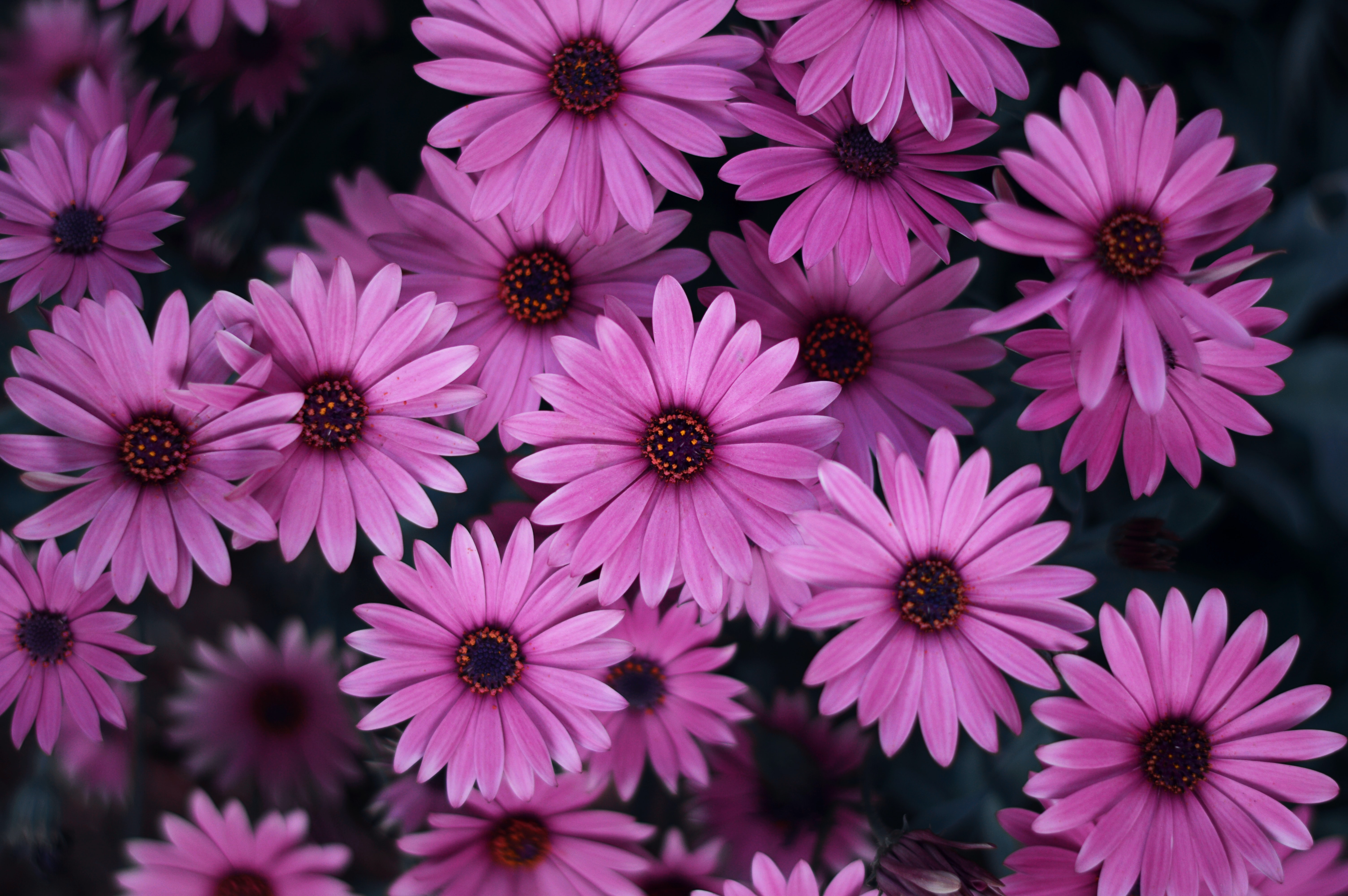 HD wallpaper, Pink Daisies, Spring, Bloom, Closeup, Floral Background, Blossom, Beautiful, 5K