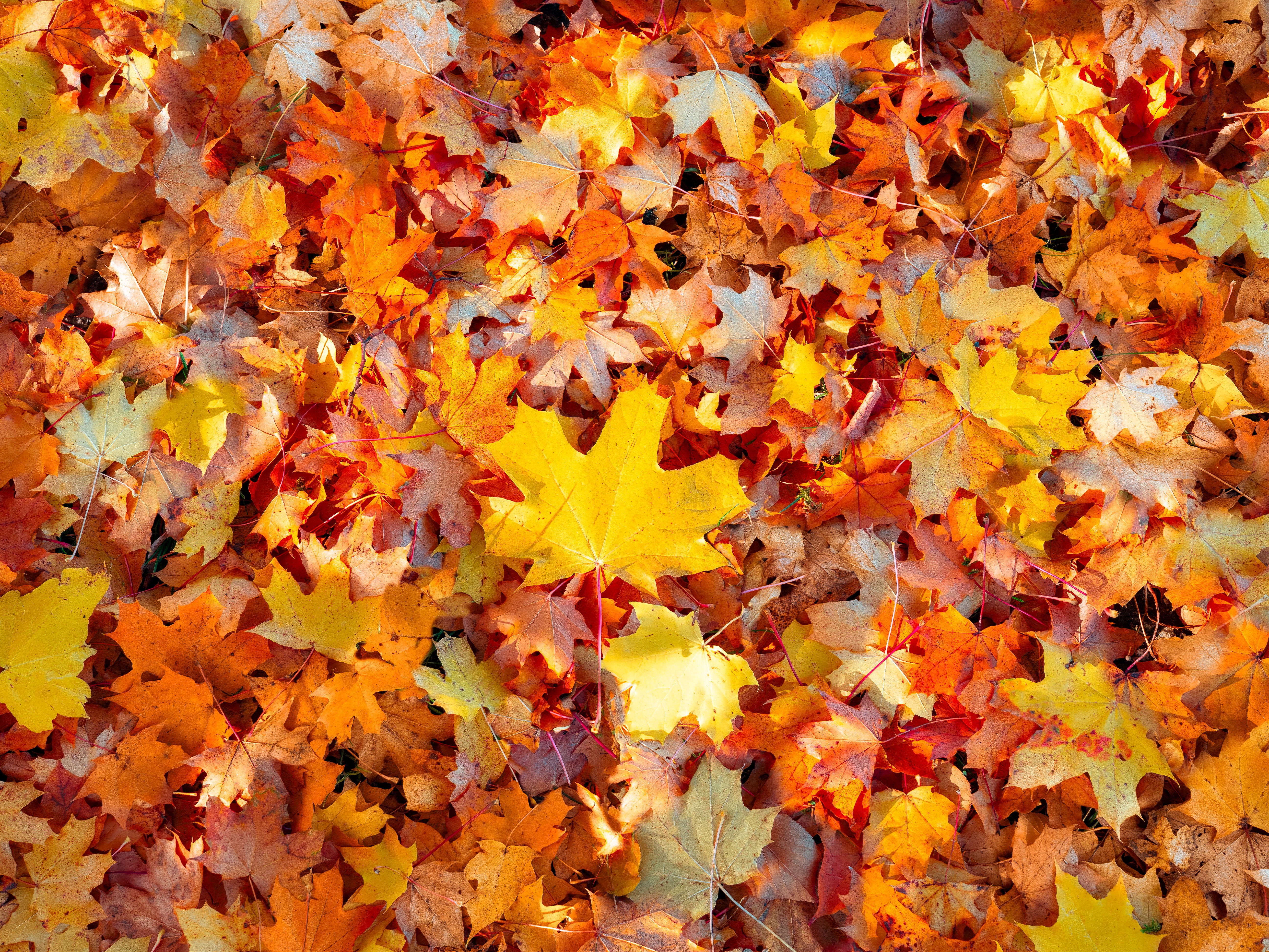 HD wallpaper, Maple Leaves, Texture, Foliage, Leaf Background, Fallen Leaves, 5K, Seasons, Colorful, Autumn Leaves