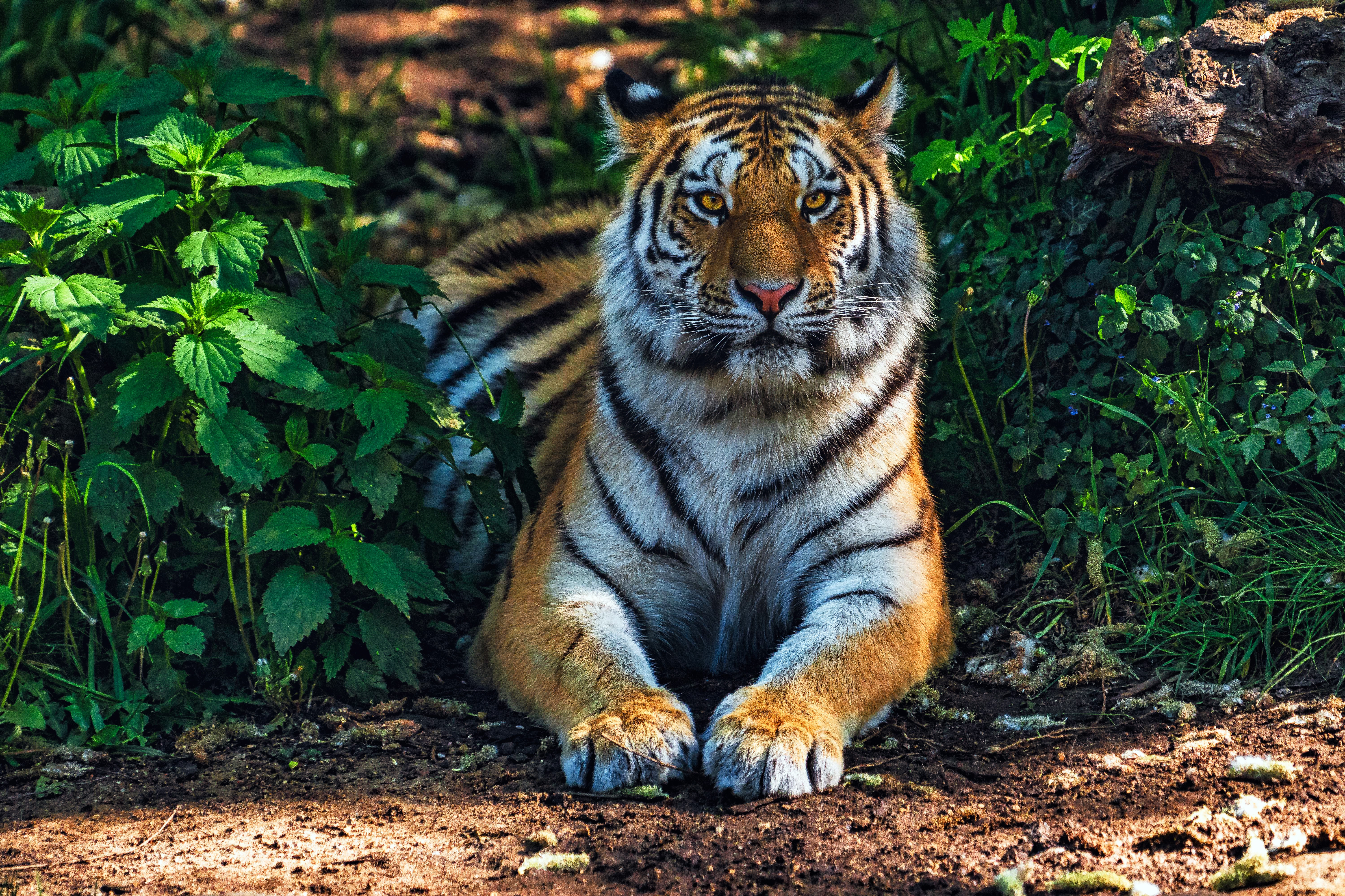 HD wallpaper, Forest, 5K, Jungle, Predator, Bengal Tiger, Wild Cat