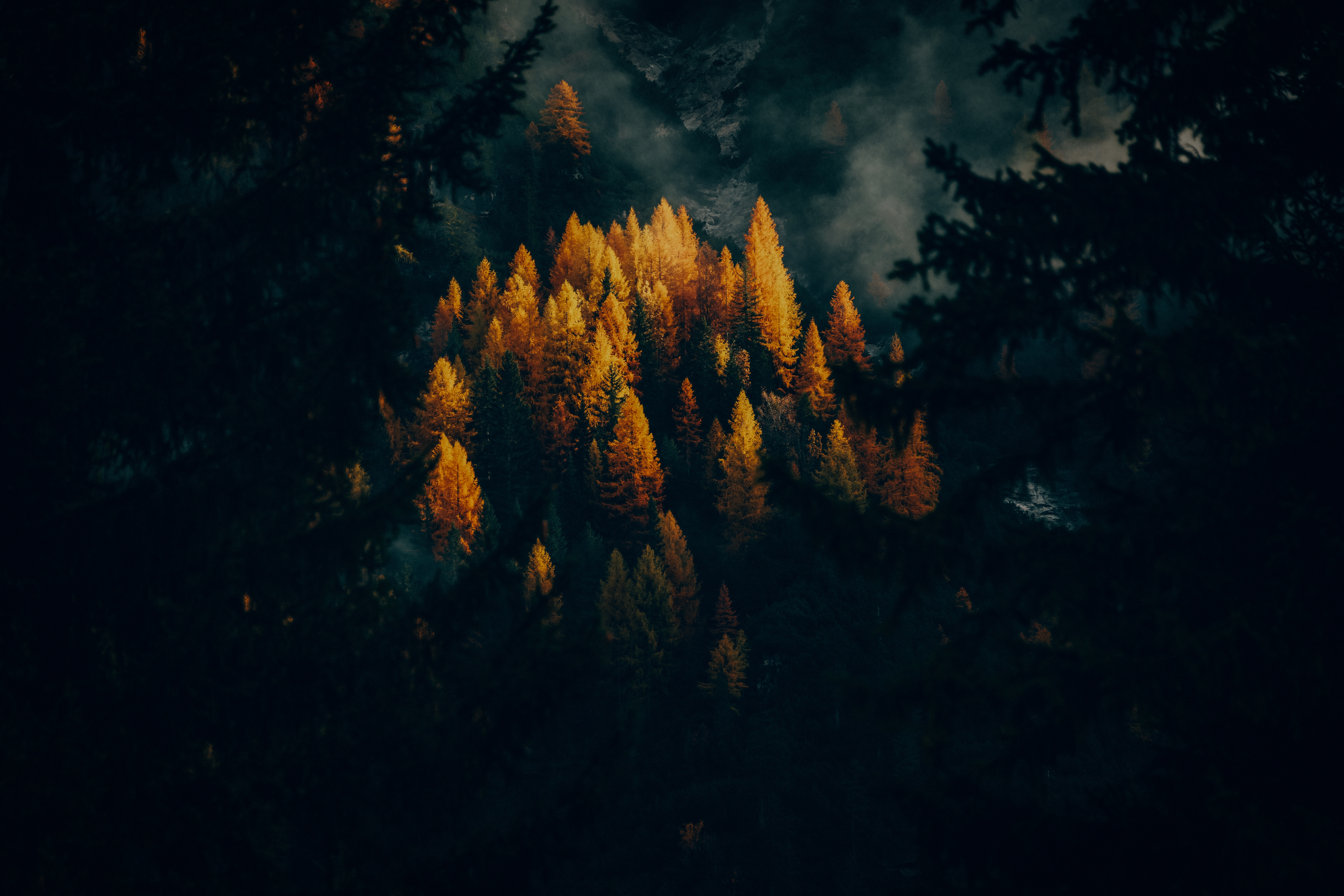 HD wallpaper, Trees, Golden Larches, Forest, 5K, Fall