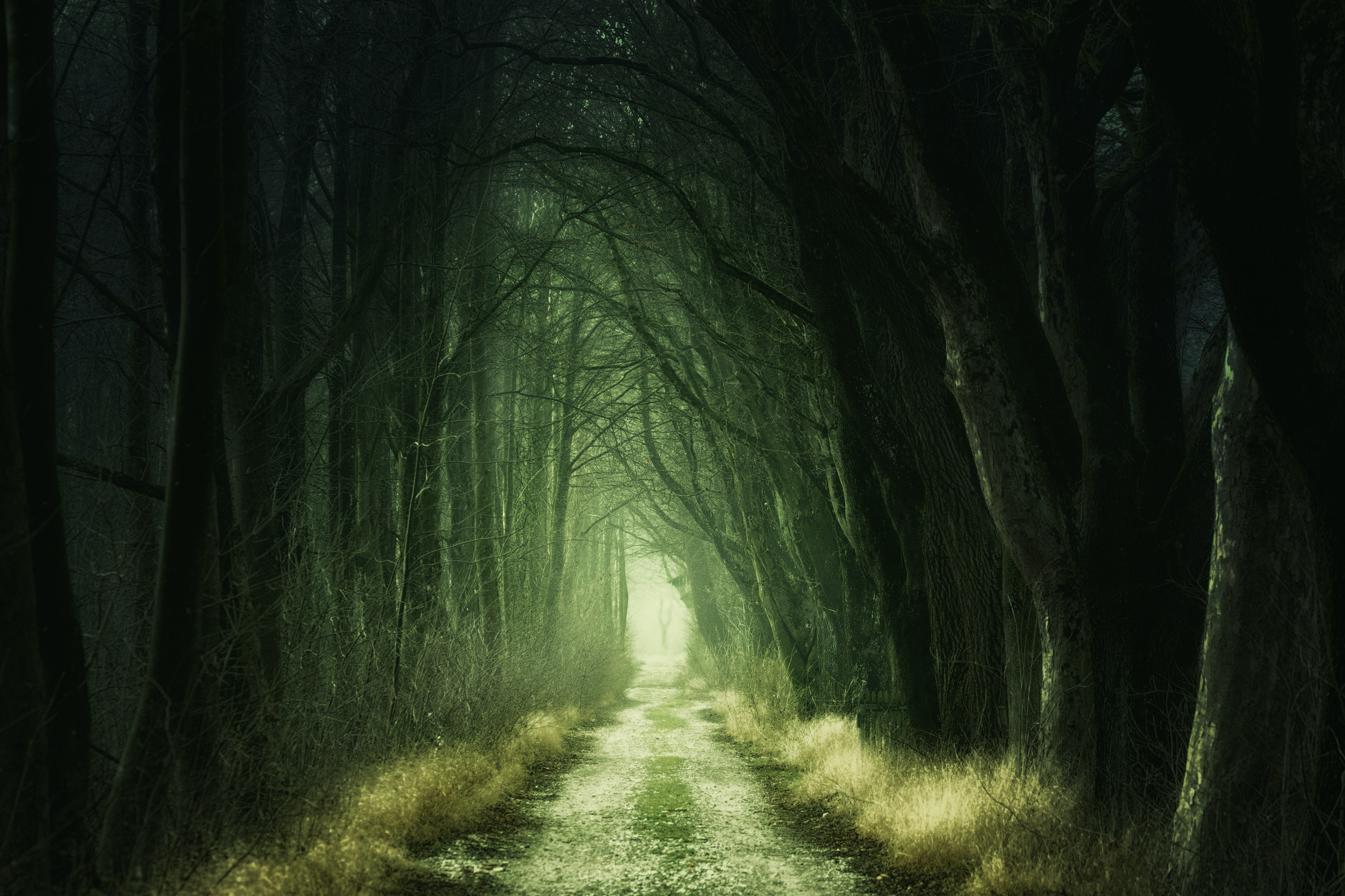HD wallpaper, Aesthetic, Path, Forest, 5K, Green, Calm, Fall