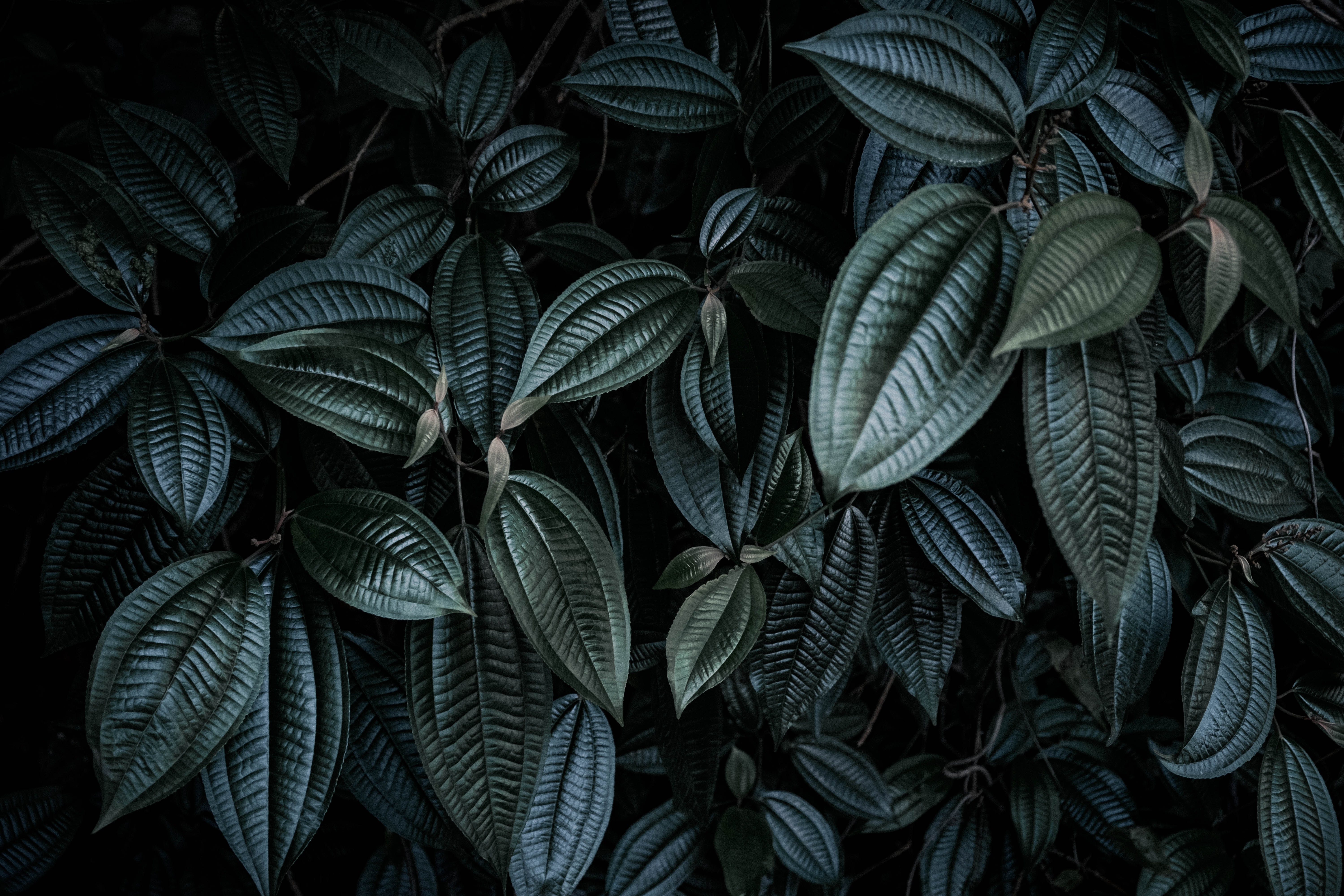 HD wallpaper, 5K, Low Light Photography, Green Leaves, Leaf Background, Botanical