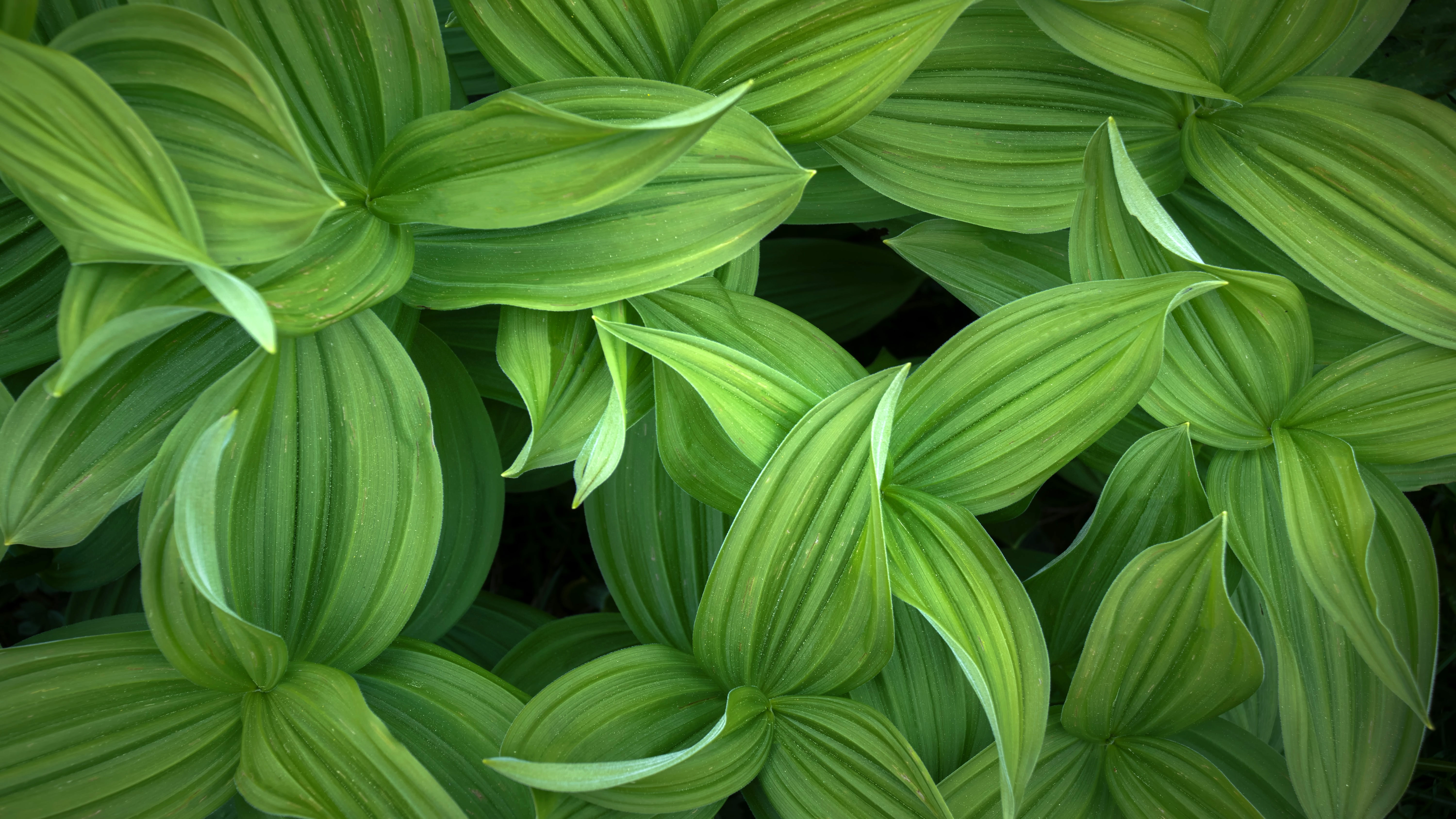 HD wallpaper, Closeup, Green Leaves, Plant, 5K