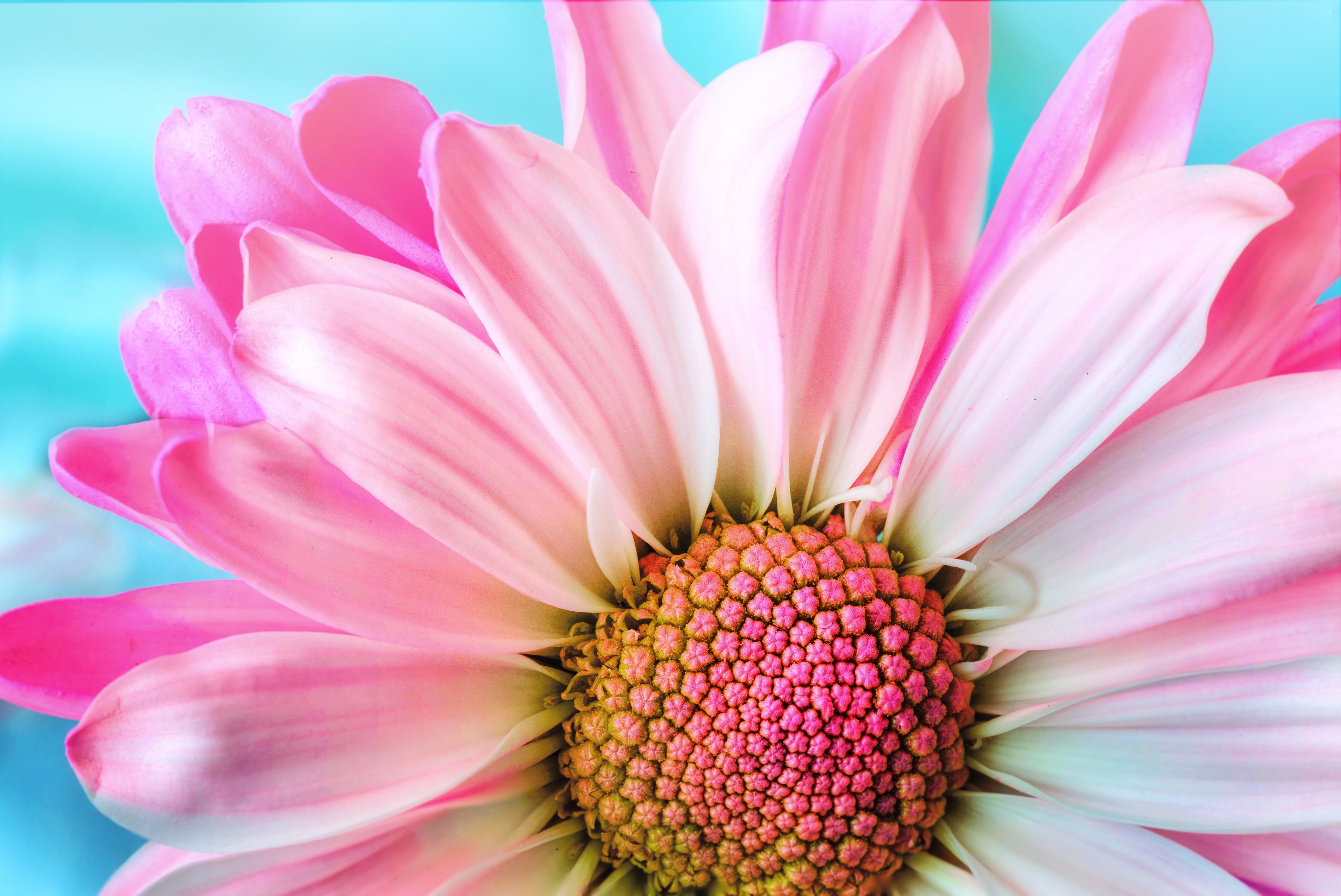 HD wallpaper, Pink Daisy, Spring, Blossom, Closeup, Bloom, Petals, Macro, Flora, 5K