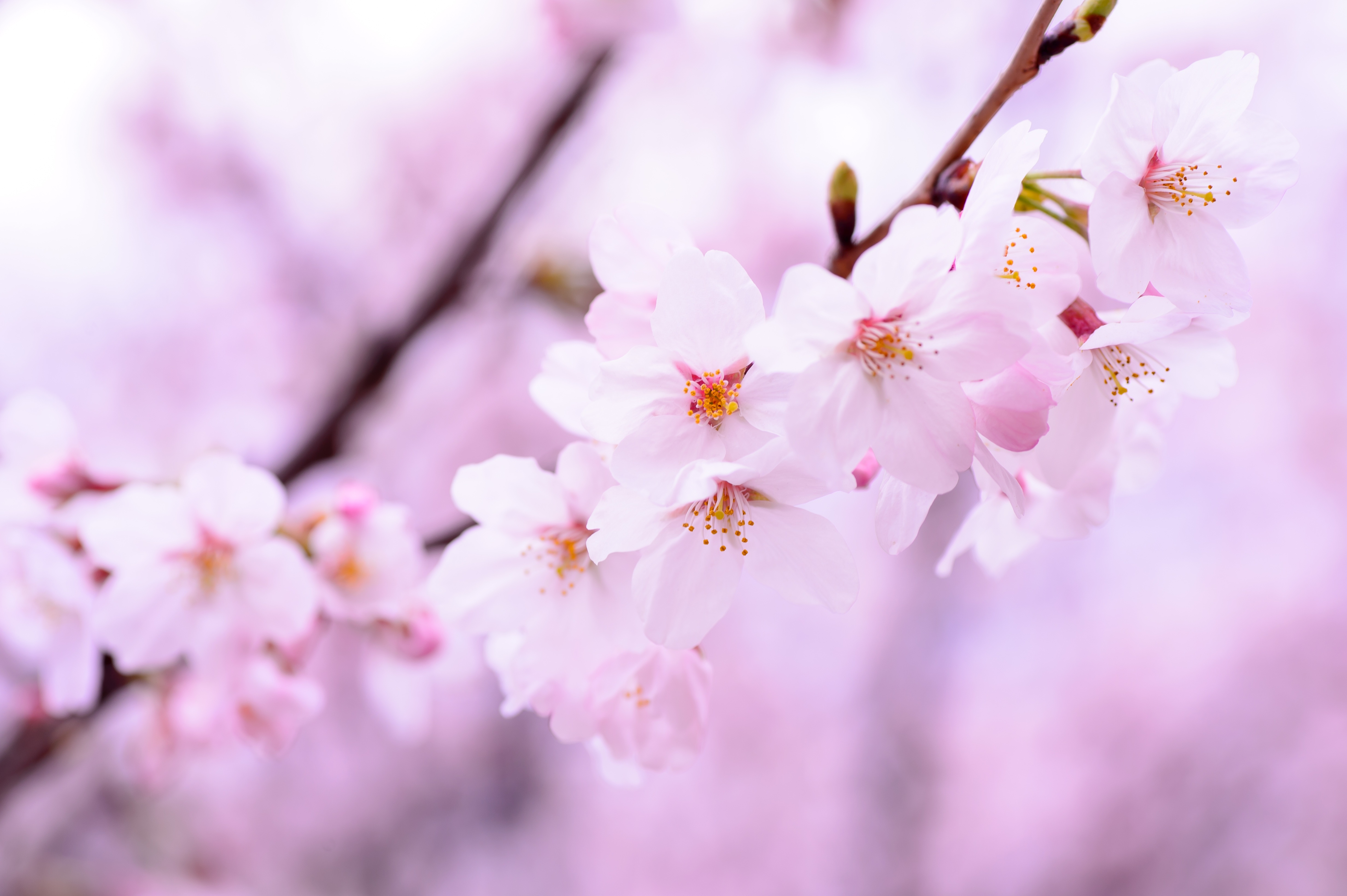 HD wallpaper, 5K, Pink Flowers, Cherry Flowers, Cherry Blossom, Pink Background, Spring