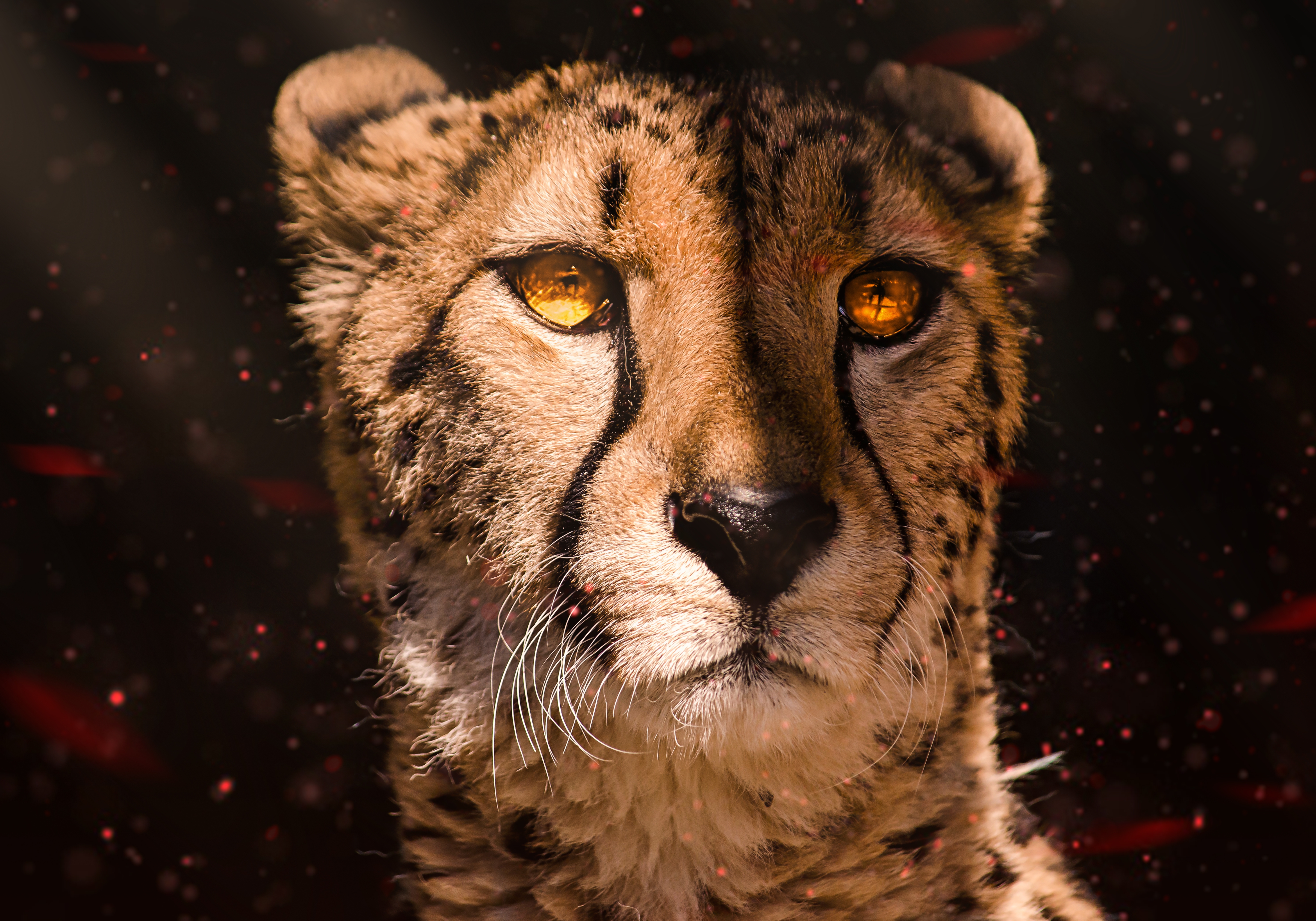 HD wallpaper, Southeast African Cheetah, Fire, 5K, Cheetah