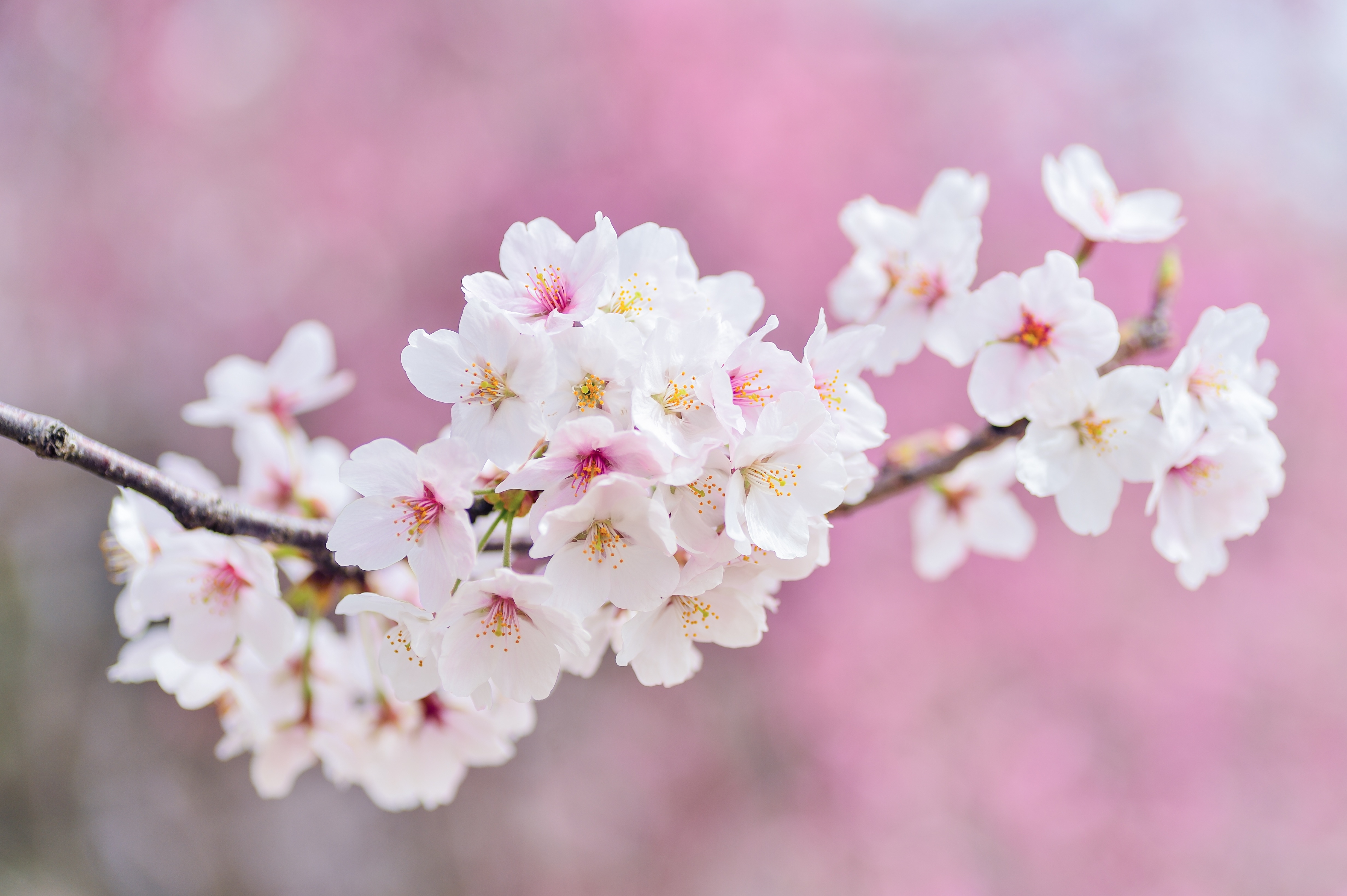 HD wallpaper, Cherry Flowers, Cherry Blossom, Spring, Pink Flowers, 5K