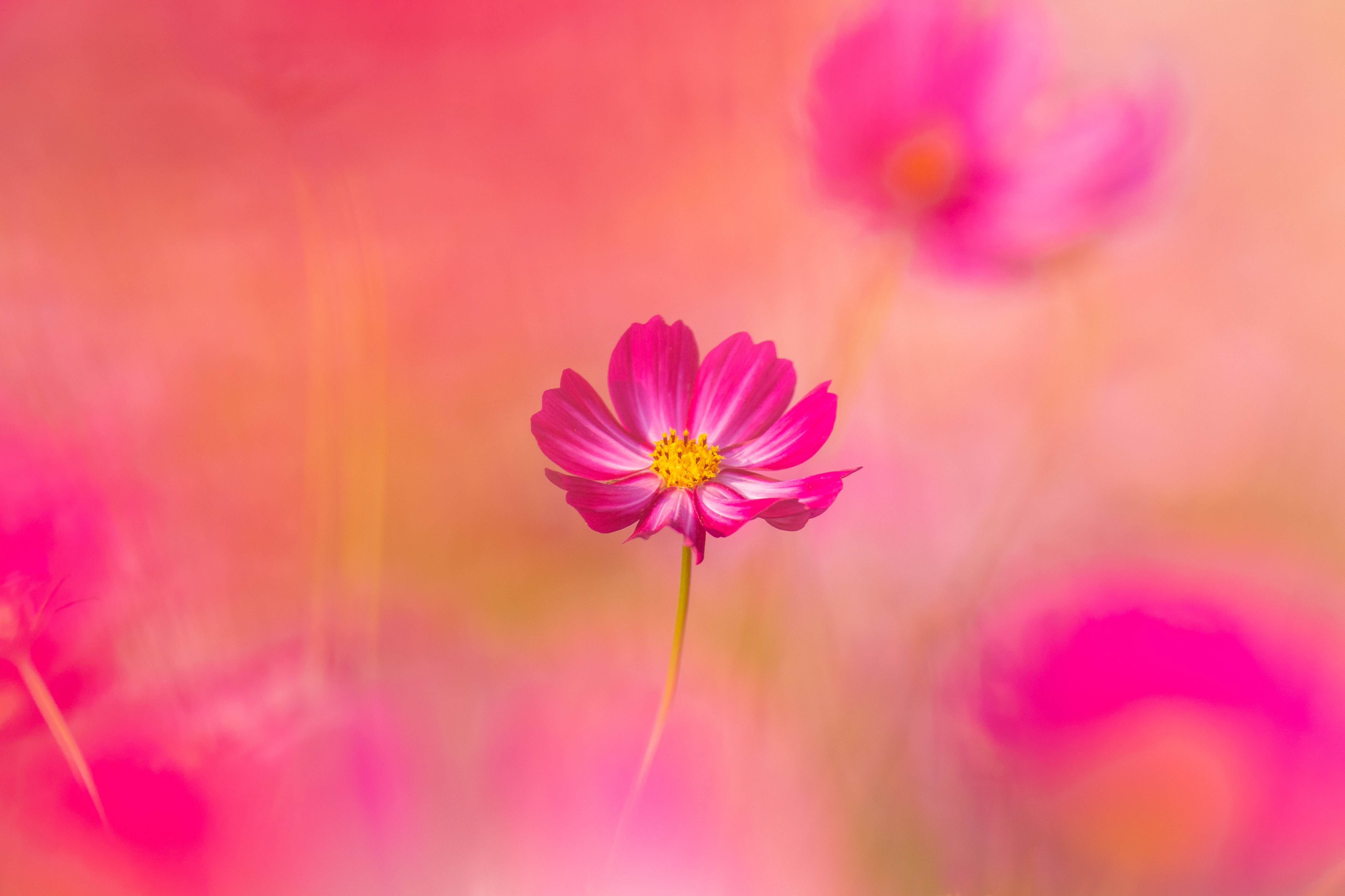 HD wallpaper, Garden Cosmos, Cosmos Flowers, Blossom, Pink Flower, Spring, 5K, Pink Background