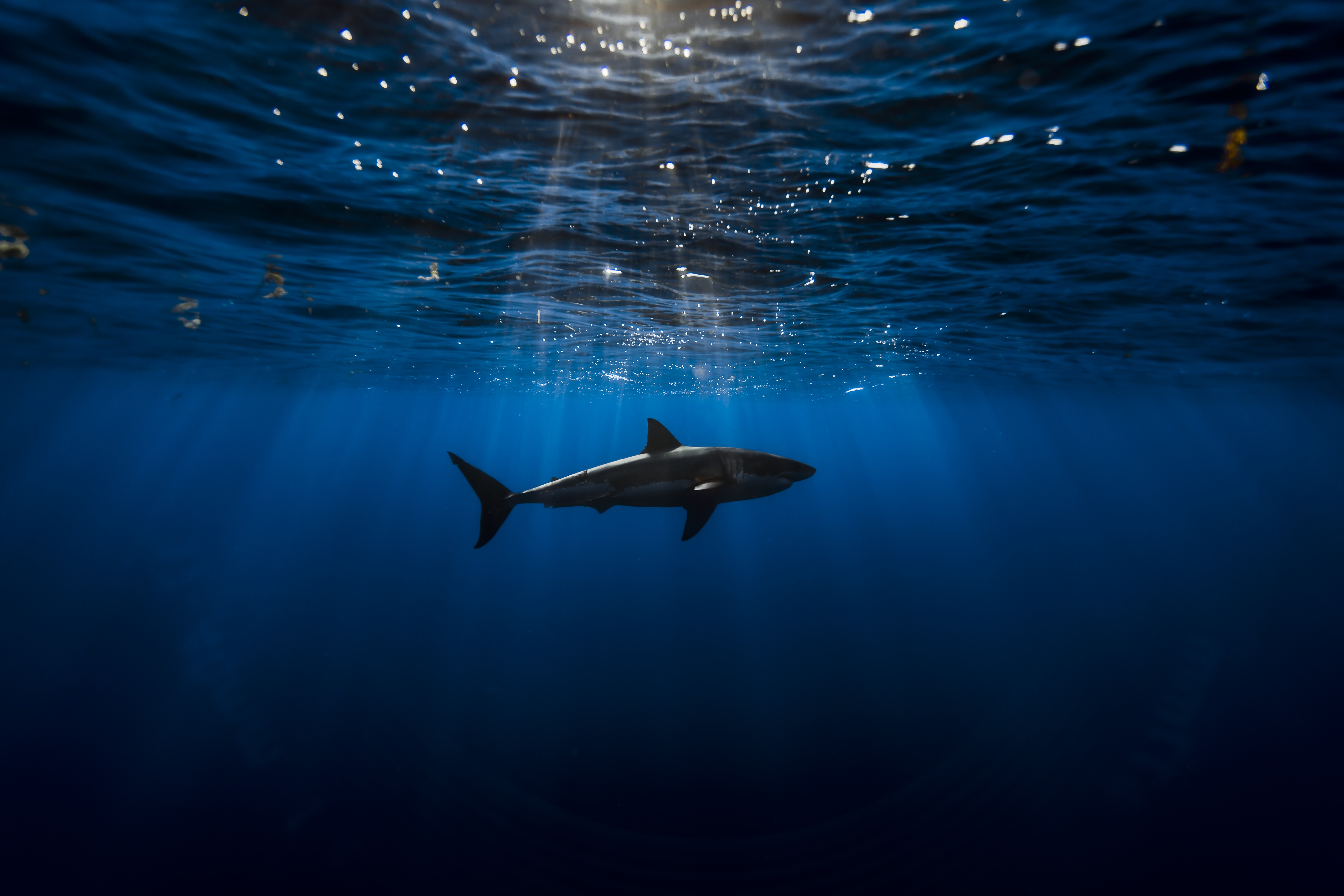 HD wallpaper, Sun Light, Great White Shark, Underwater, 5K, Blue Background, Sea Life, Blue Ocean