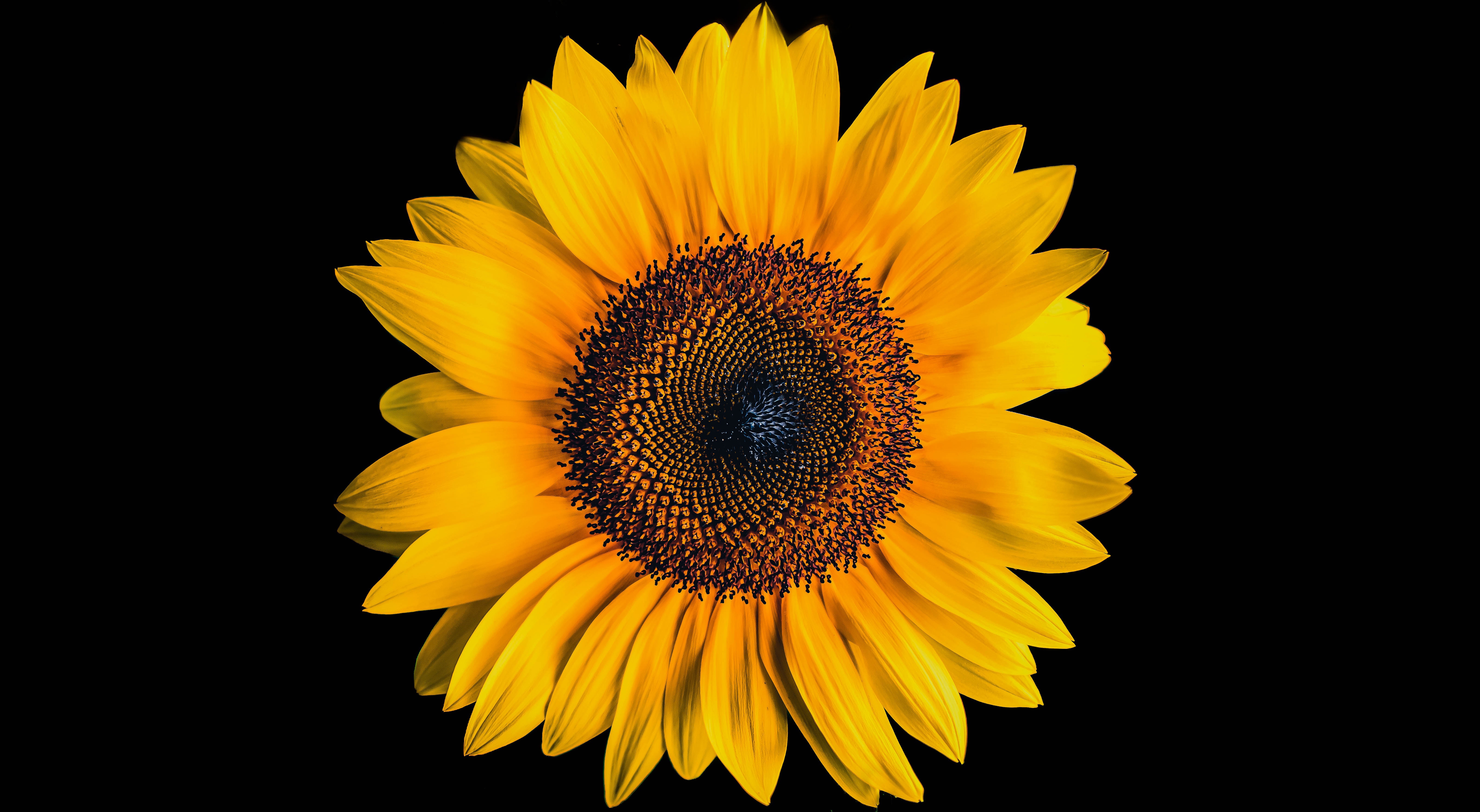 HD wallpaper, Amoled, Yellow Flower, Sunflower, Black Background, 5K