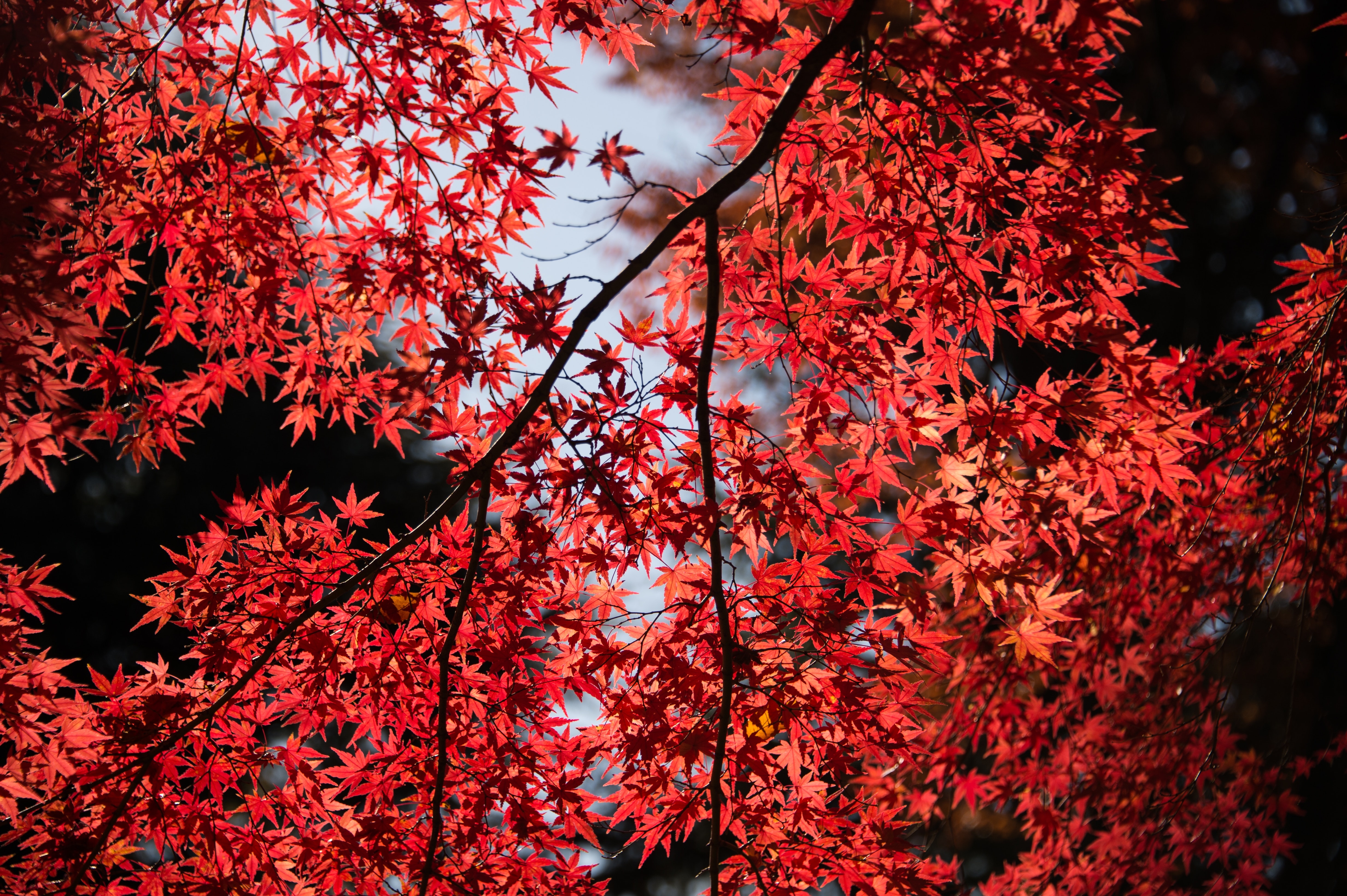 HD wallpaper, Red Leaves, Autumn, Tree Branches, Maple Tree, 5K