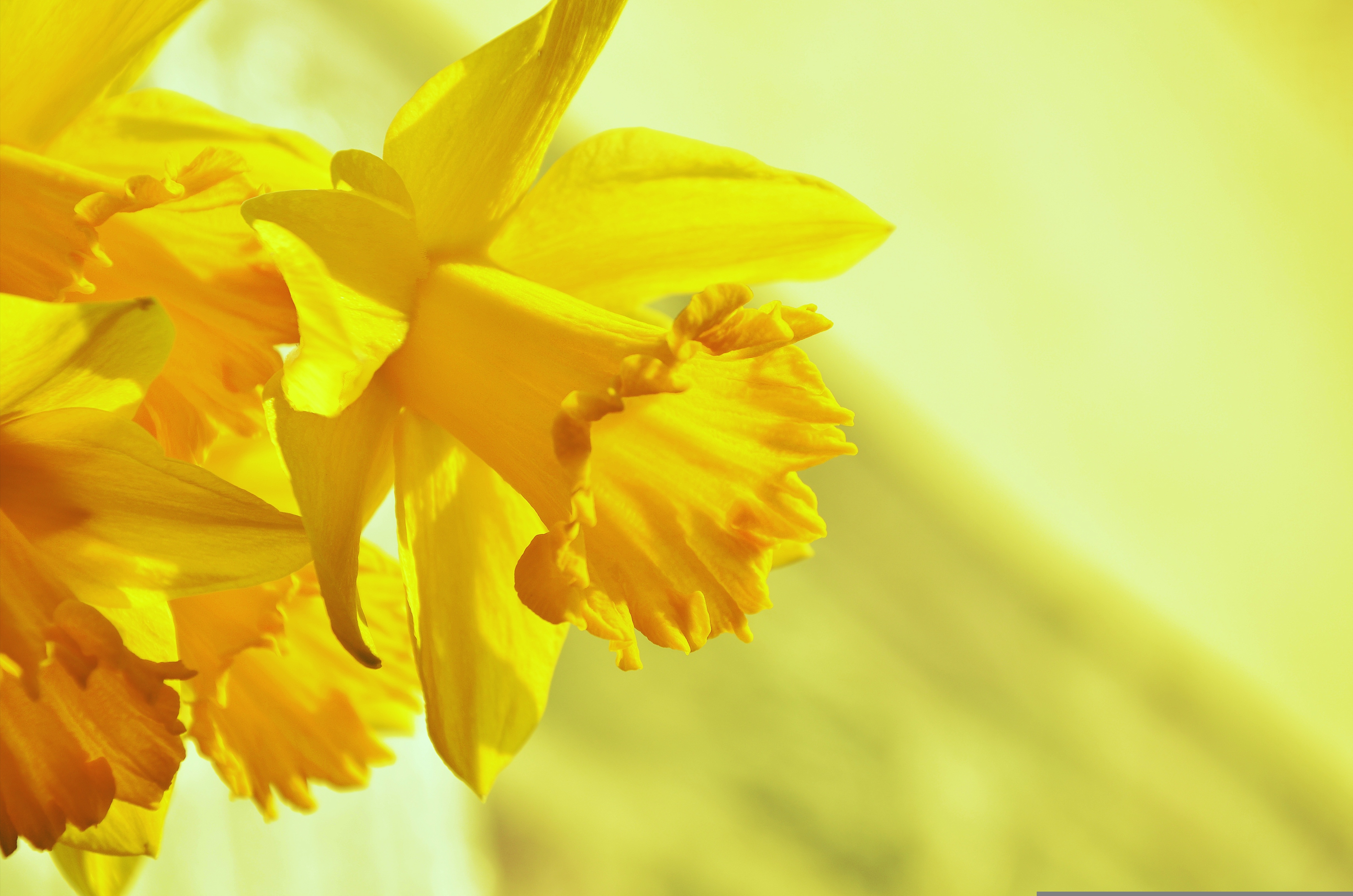 HD wallpaper, 5K, Yellow Background, Yellow Flowers, Daffodils, Blossom