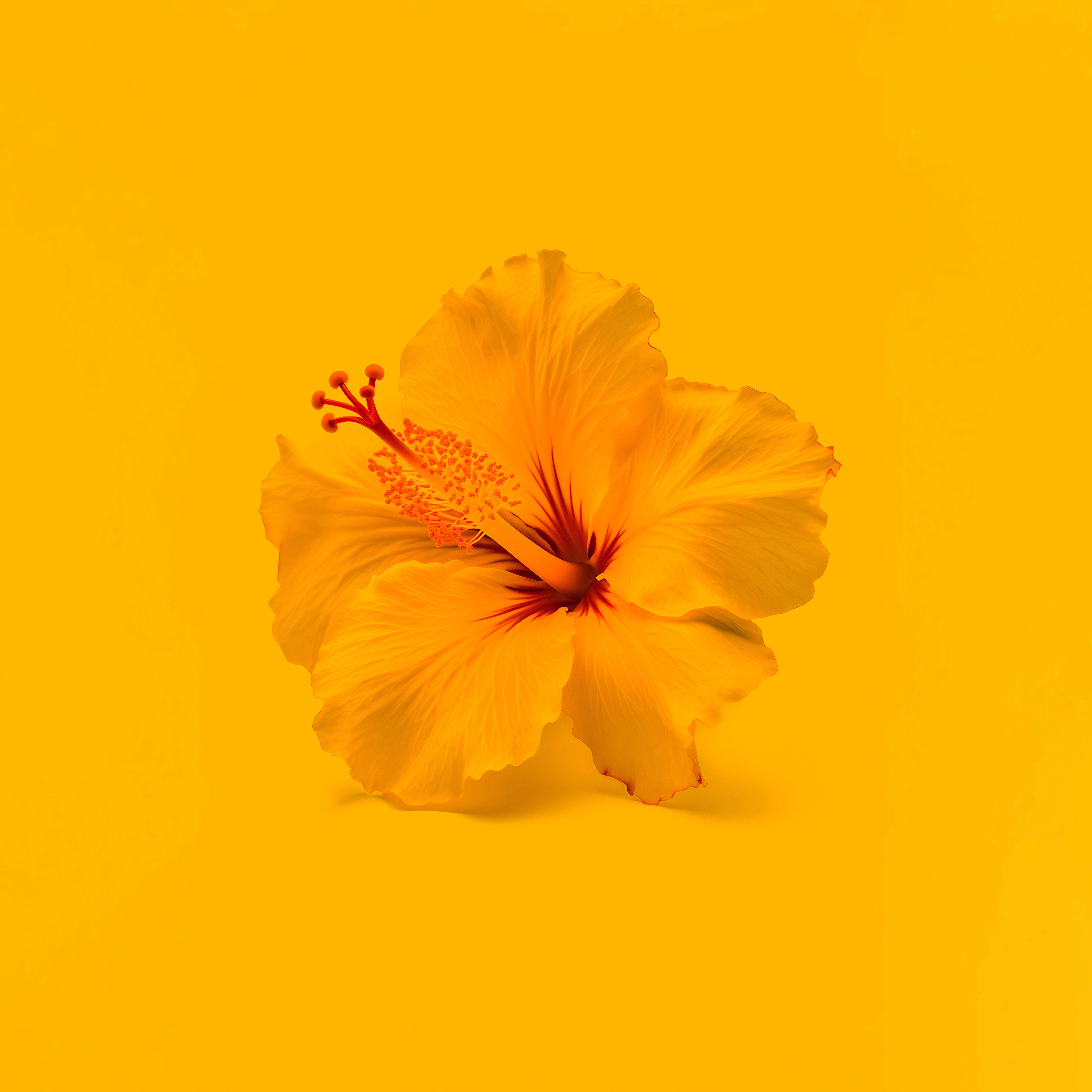 HD wallpaper, Hibiscus Flowers, Yellow Flower, 8K, Yellow Background, 5K