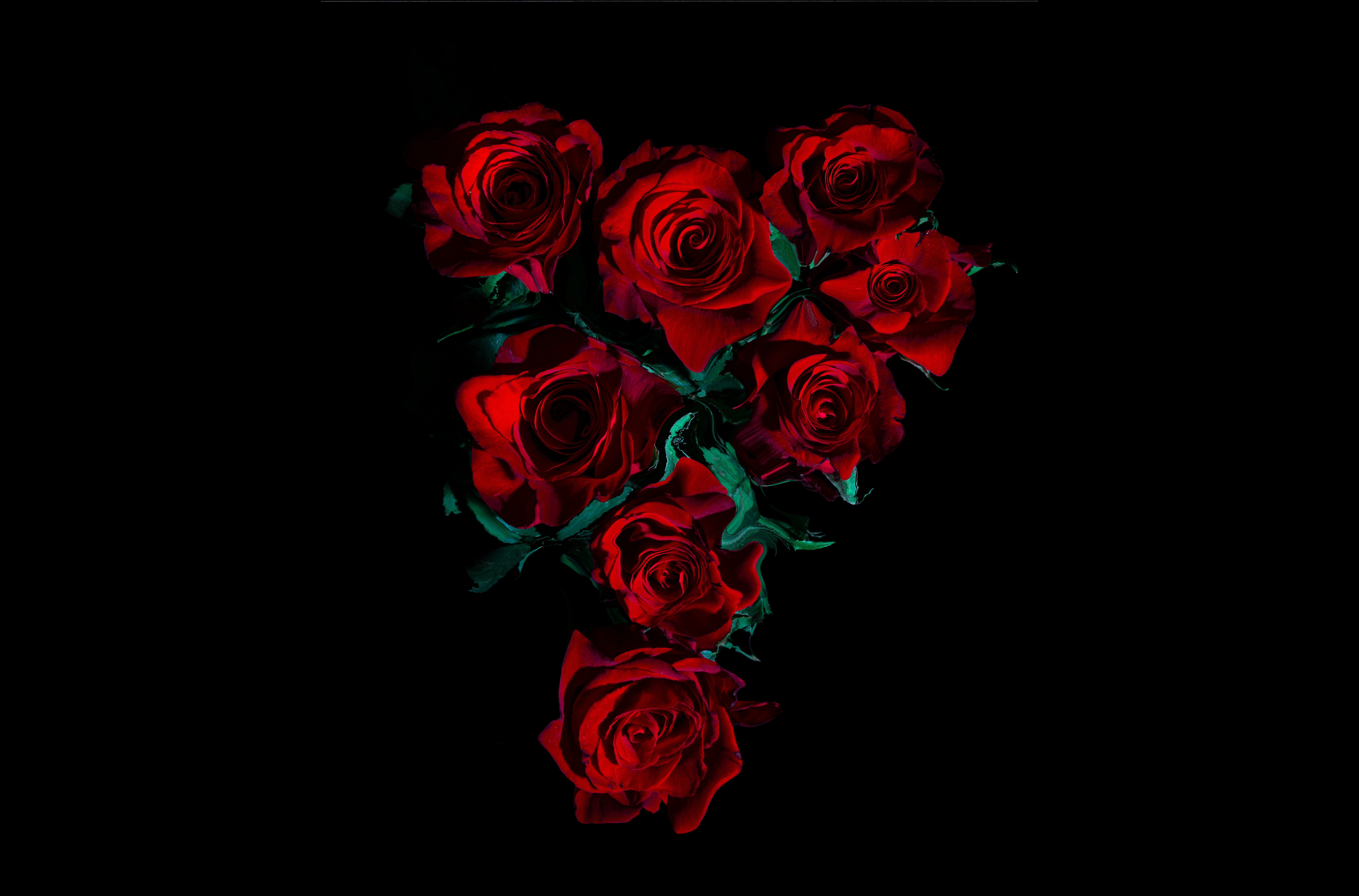 HD wallpaper, Red Roses, Rose Flowers, Black Background, Amoled, 8K, 5K