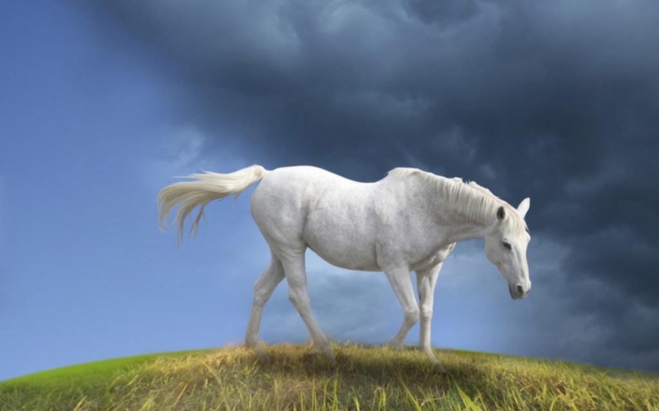 HD wallpaper, Abstract, White, Horse