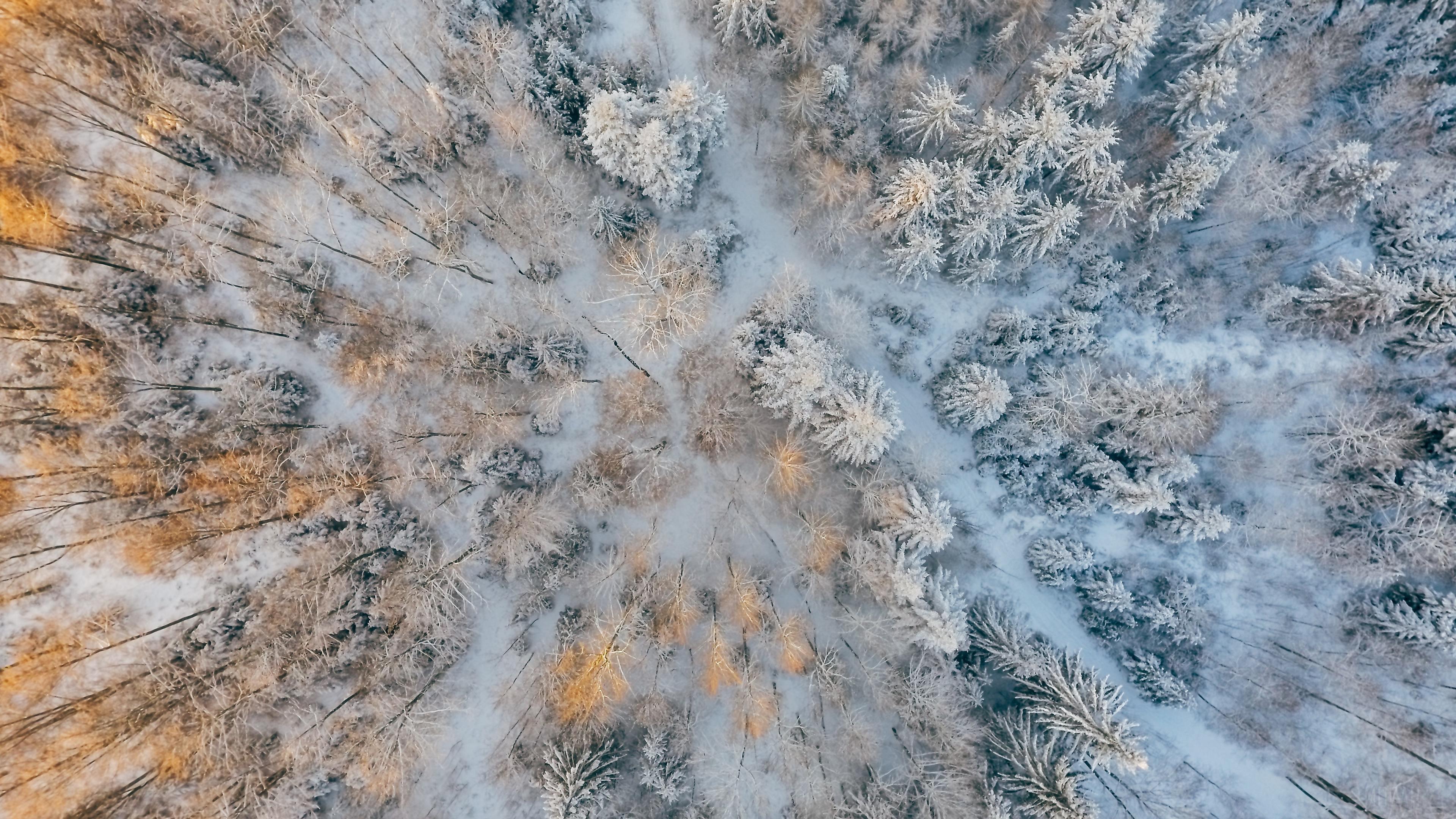 HD wallpaper, Aerial Short Of Cold Forest Snow Trees 4K