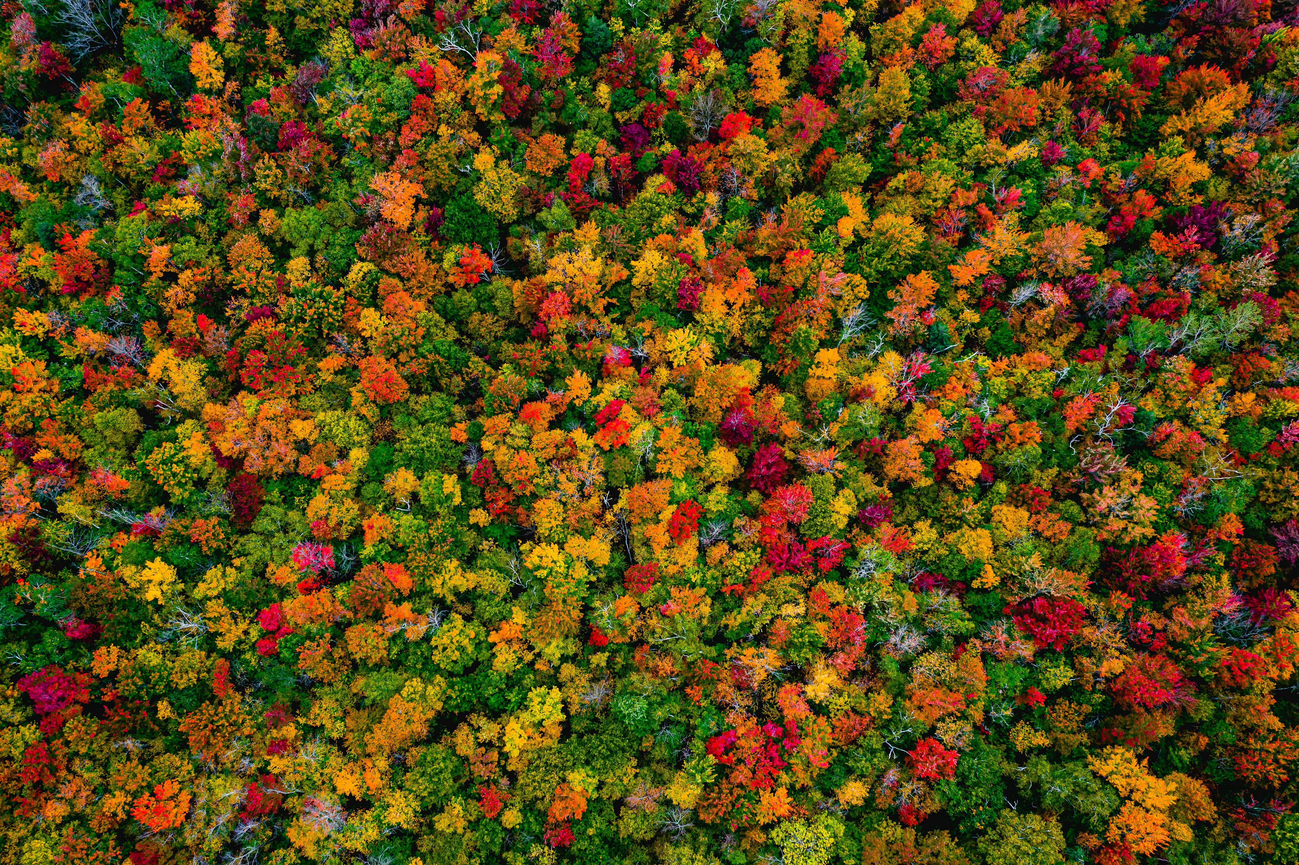 HD wallpaper, 5K, Autumn Forest, Maple Trees, Aerial View