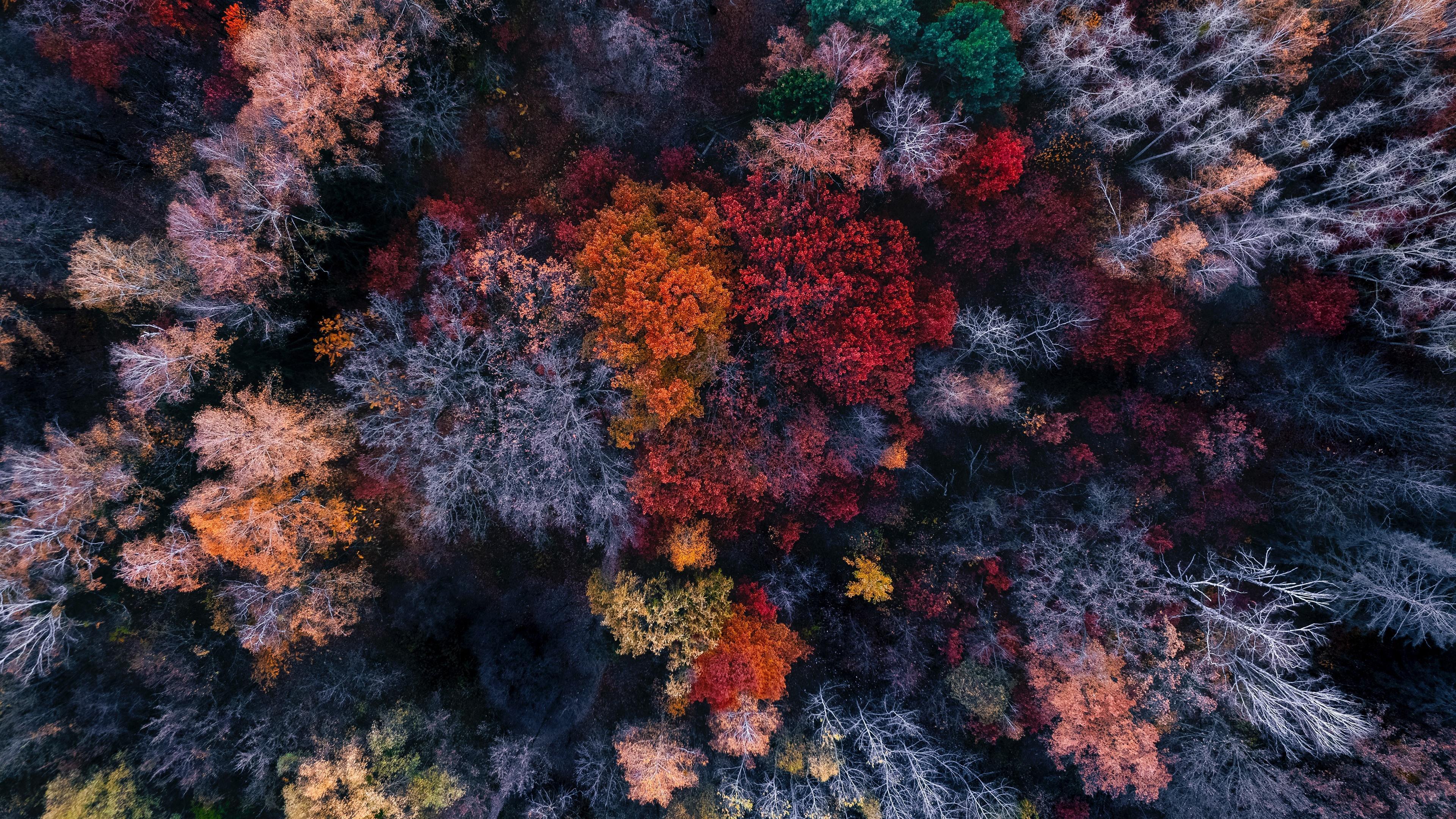 HD wallpaper, 4K, Forest, Autumn, Aerial View, Colourful, Nature, Scenery, Trees