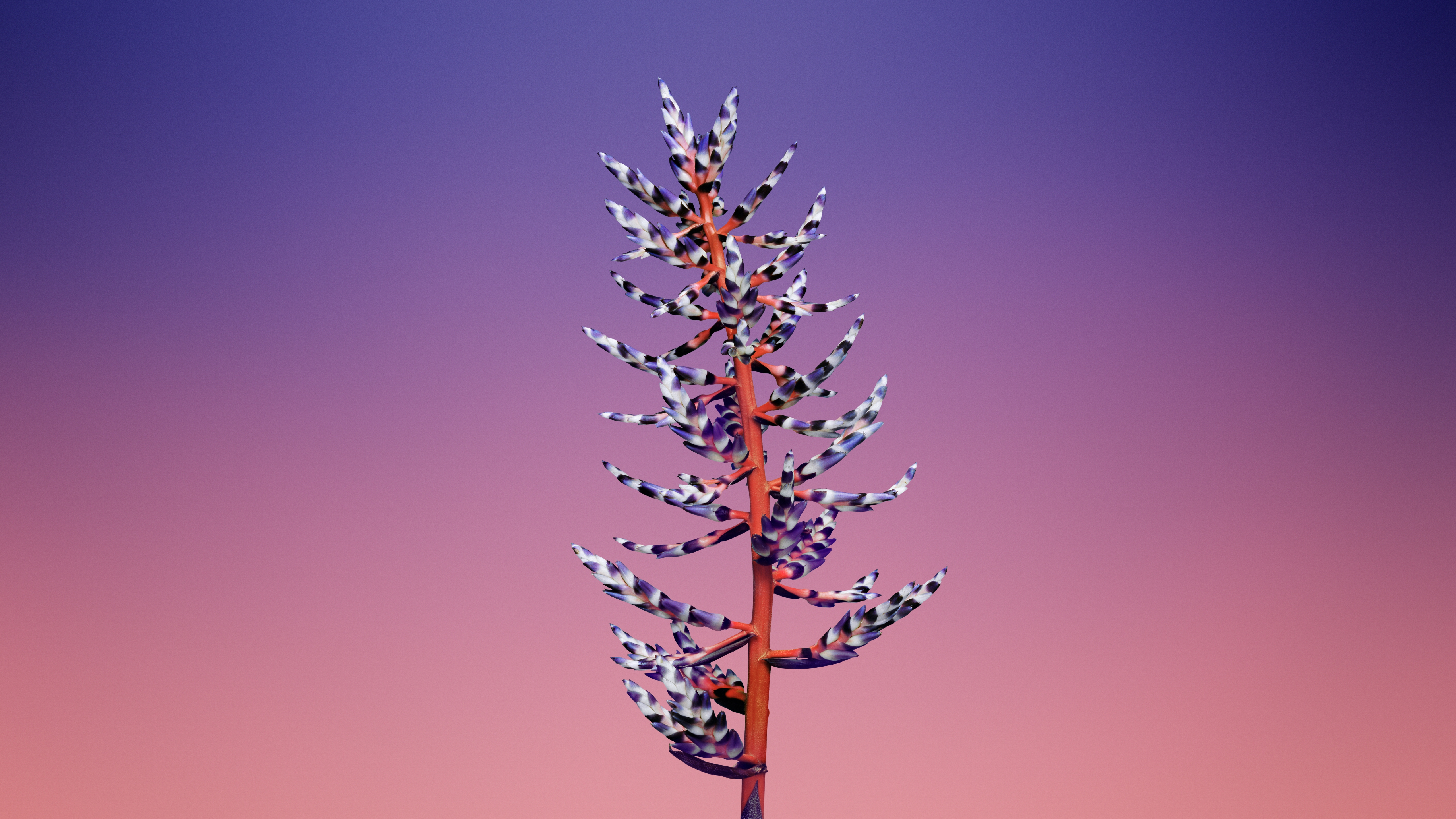 HD wallpaper, Aesthetic, Ios 11, Floral, 5K, Stock, Gradient Background, Macos Mojave
