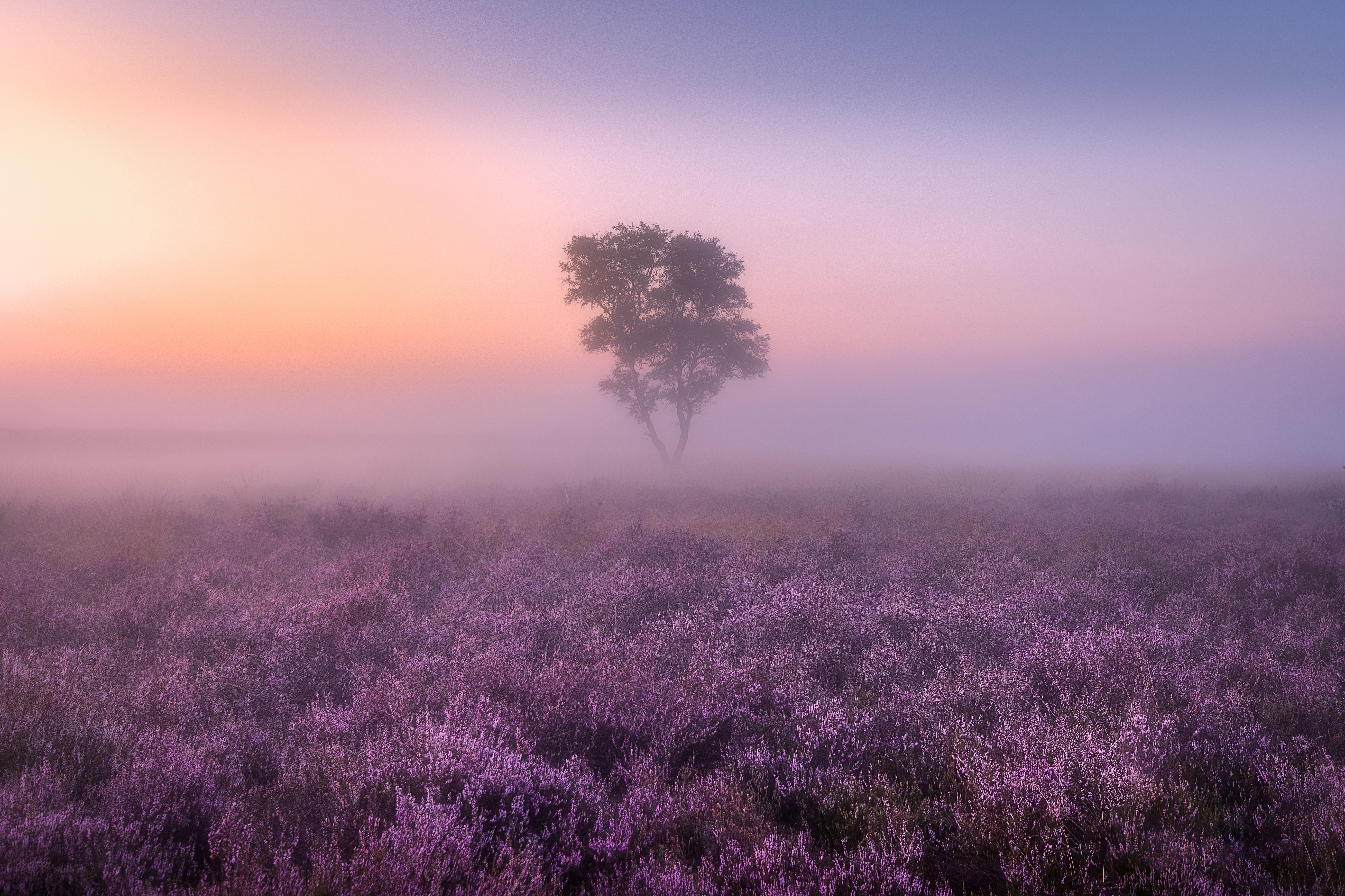 HD wallpaper, Landscape, Aesthetic, Foggy, Tree, Lavender Fields, 5K, Purple, Sunrise