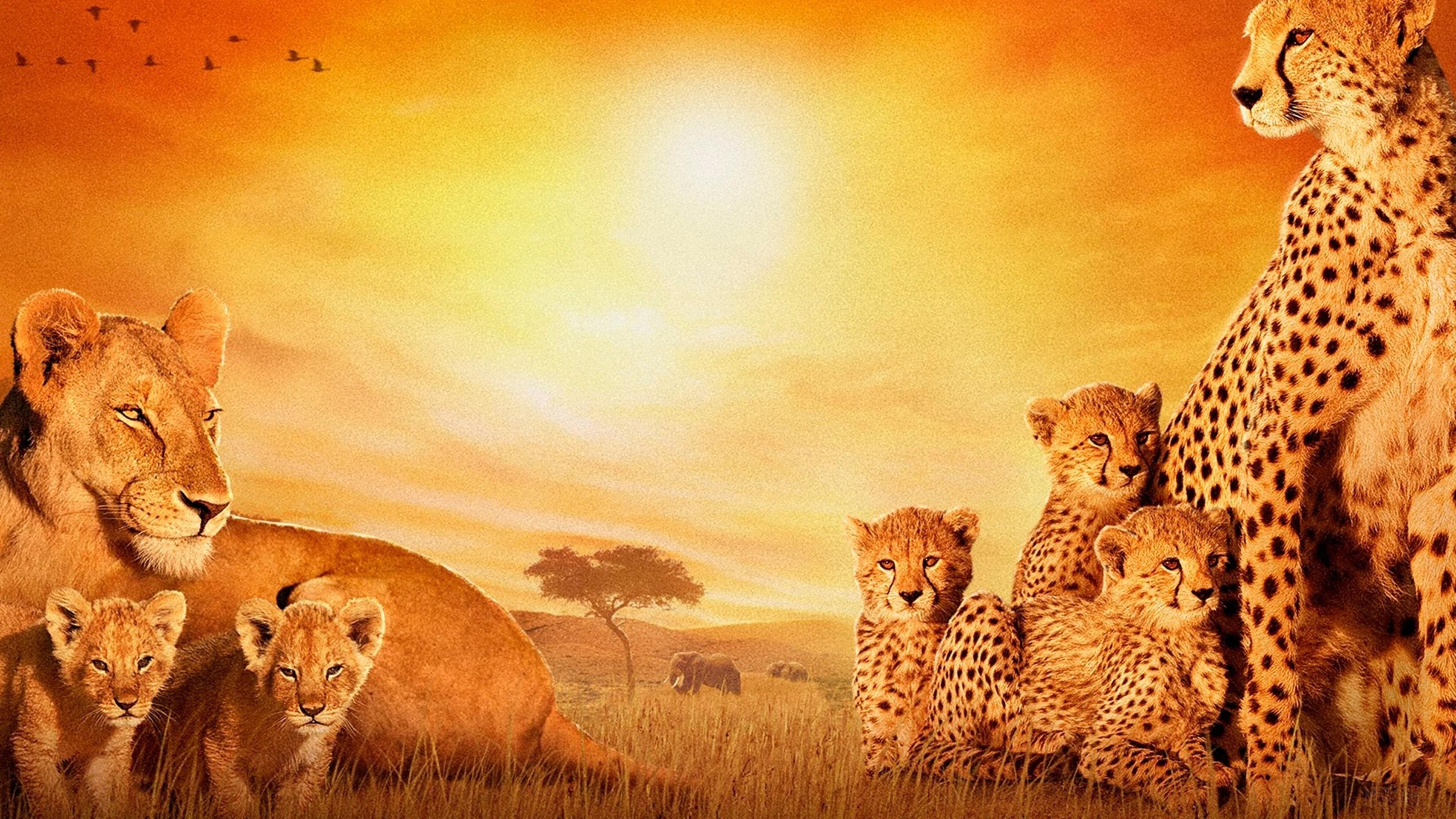 HD wallpaper, African Cats 4K