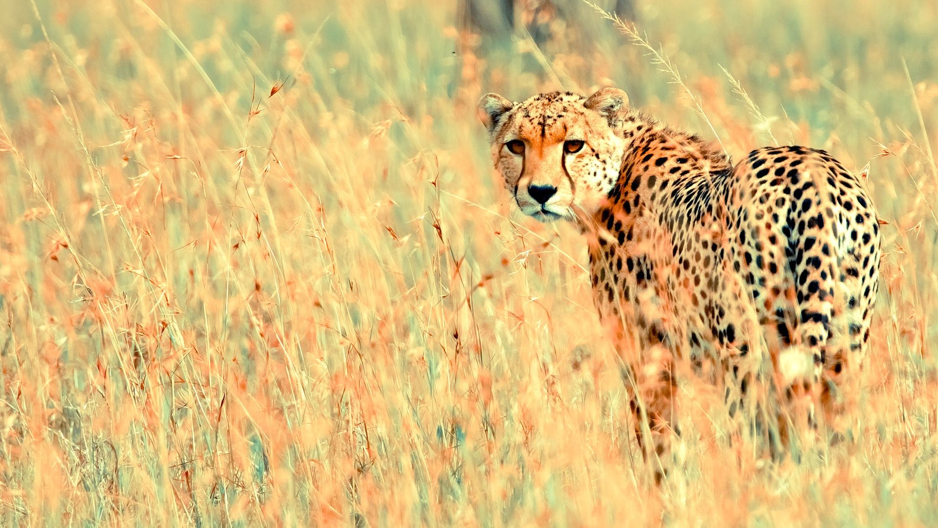 HD wallpaper, Pictures, Cheetah, African