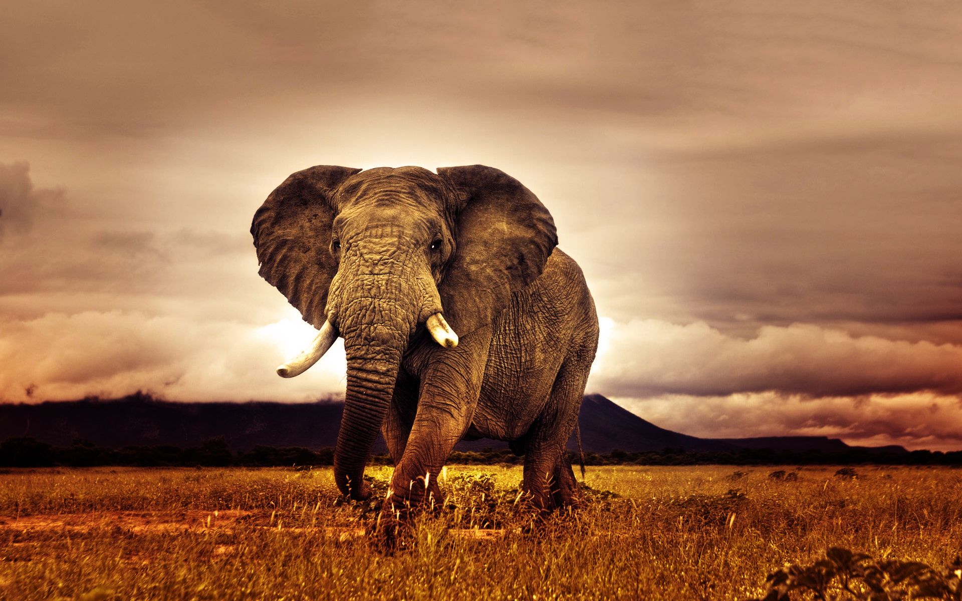 HD wallpaper, Elephant, Pictures, African