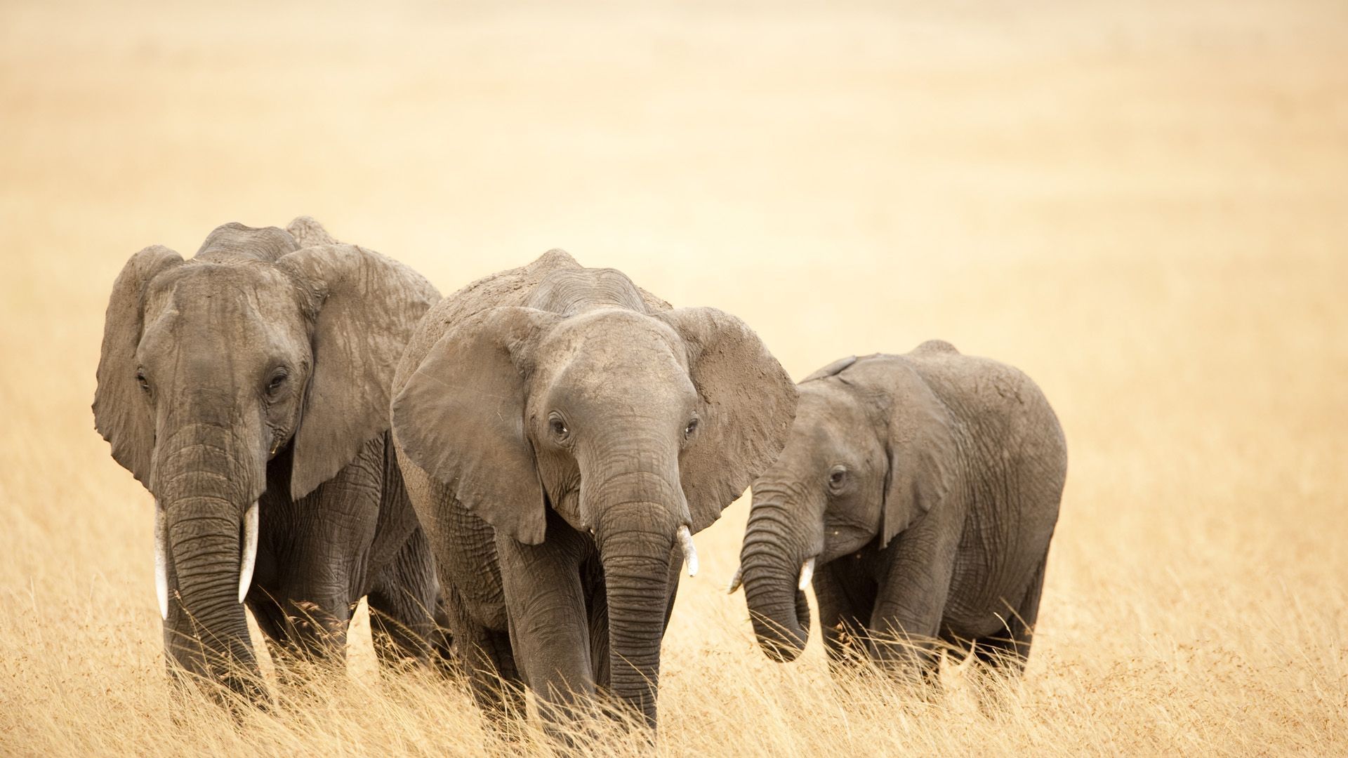 HD wallpaper, African, Elephants