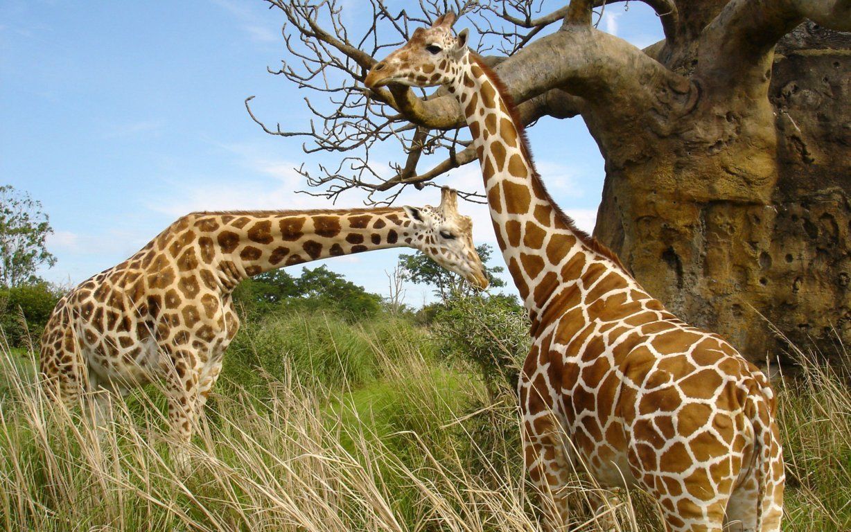 HD wallpaper, African, Giraffe
