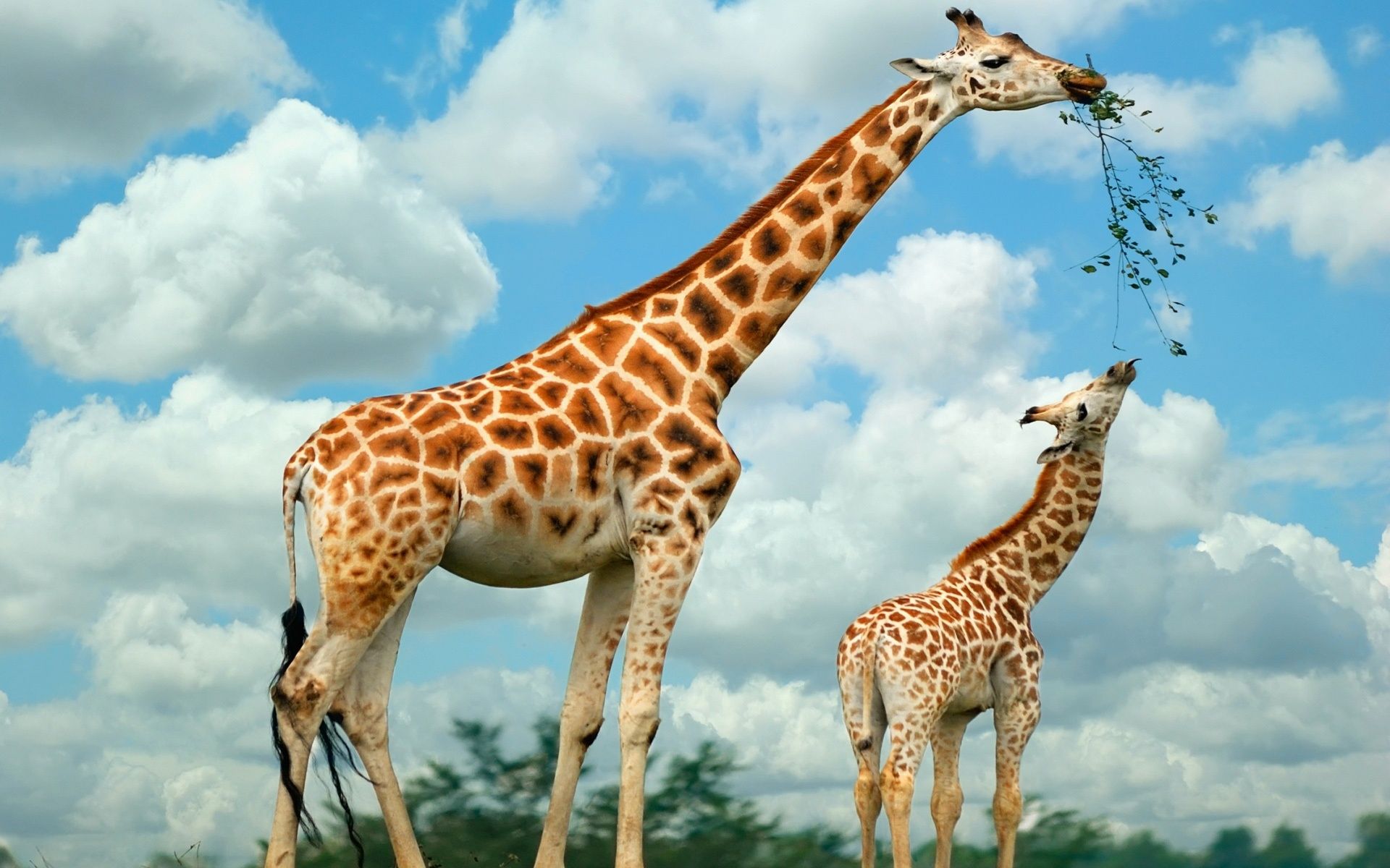 HD wallpaper, Giraffe, African, Wallpaper
