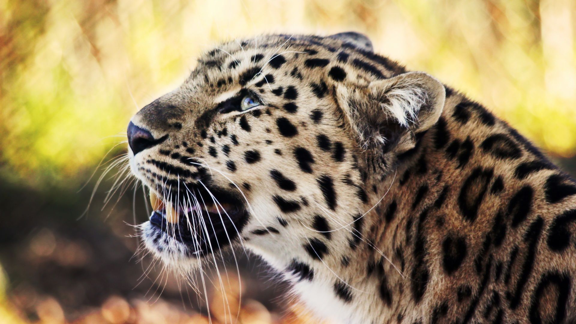 HD wallpaper, Leopard, African