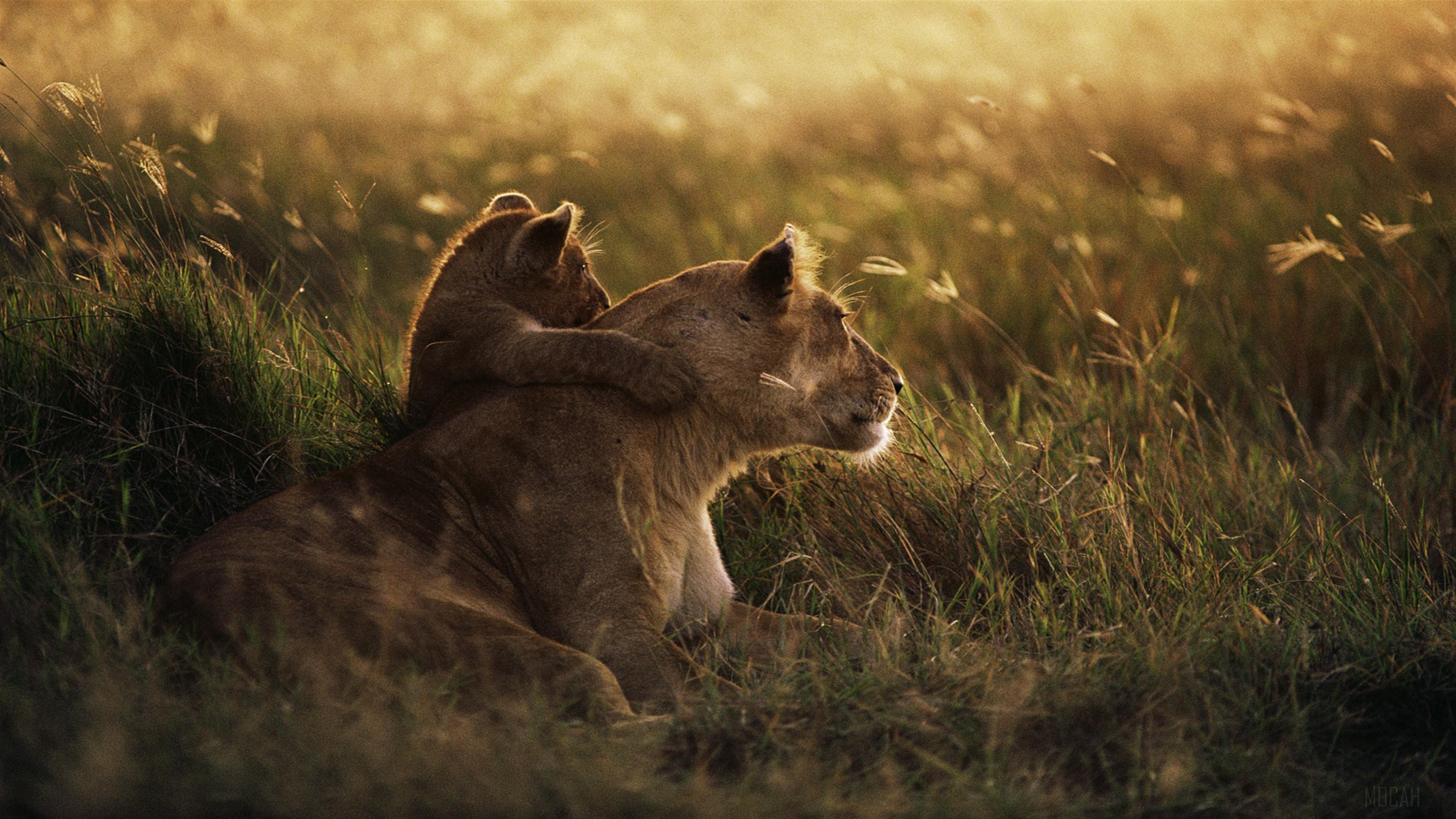 HD wallpaper, African Lion 4K