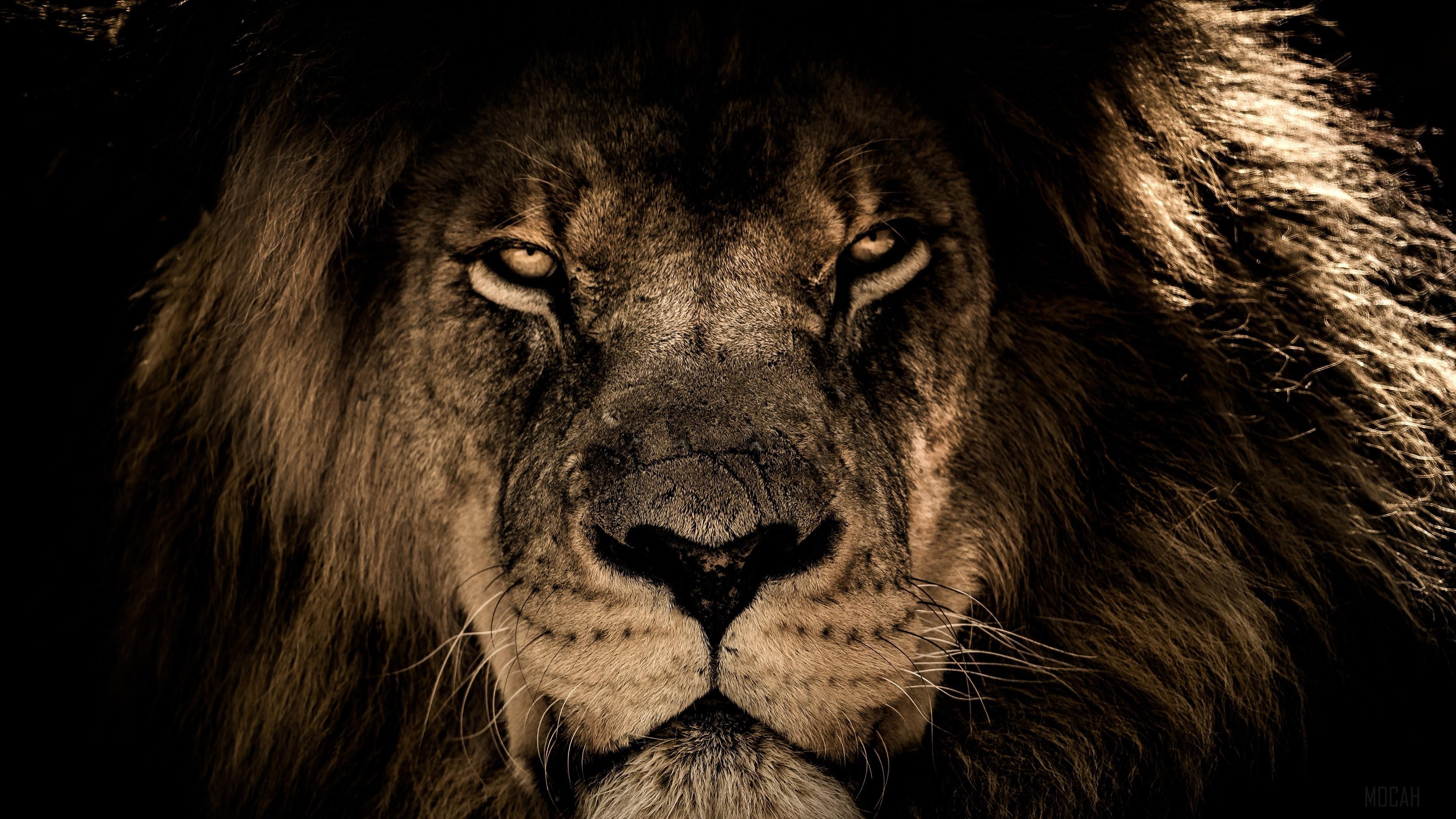 HD wallpaper, African Lion Face Closeup 4K