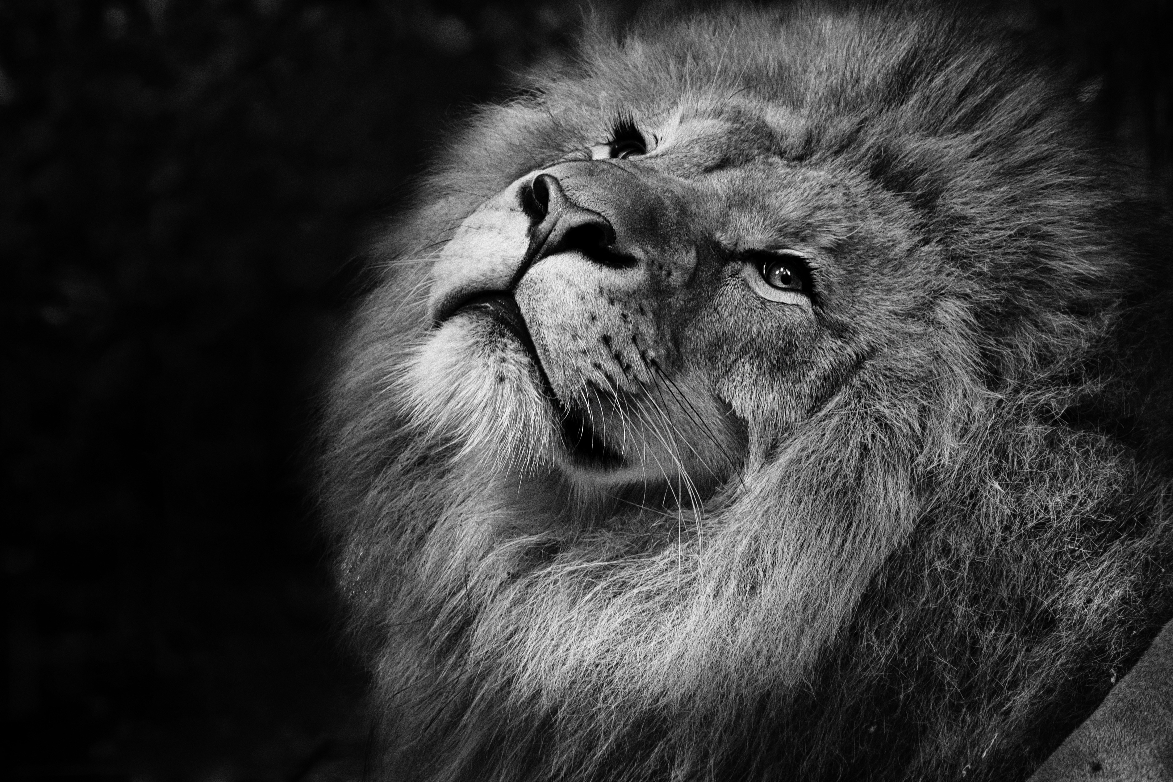 HD wallpaper, Predator, Carnivore, Black Background, Feline, African Lion, Closeup, Wild Animal, Portrait, Grayscale