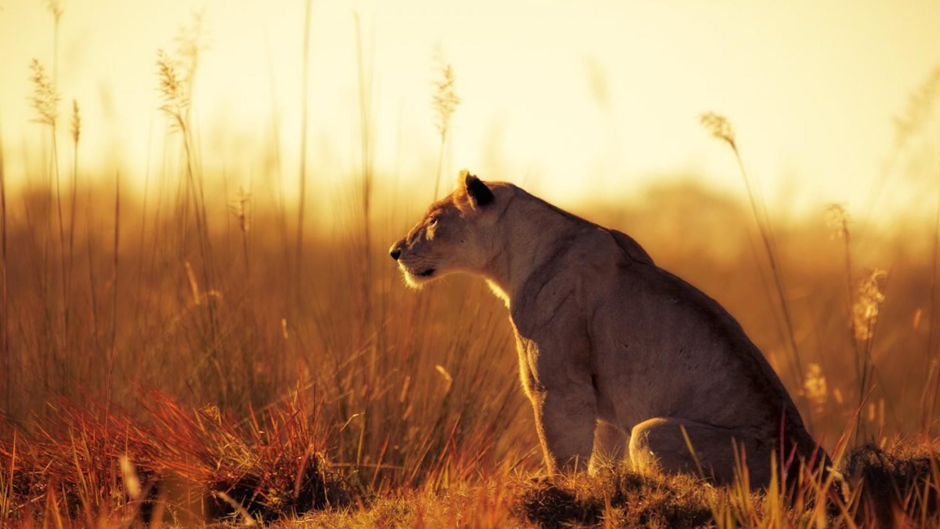 HD wallpaper, Lion, African